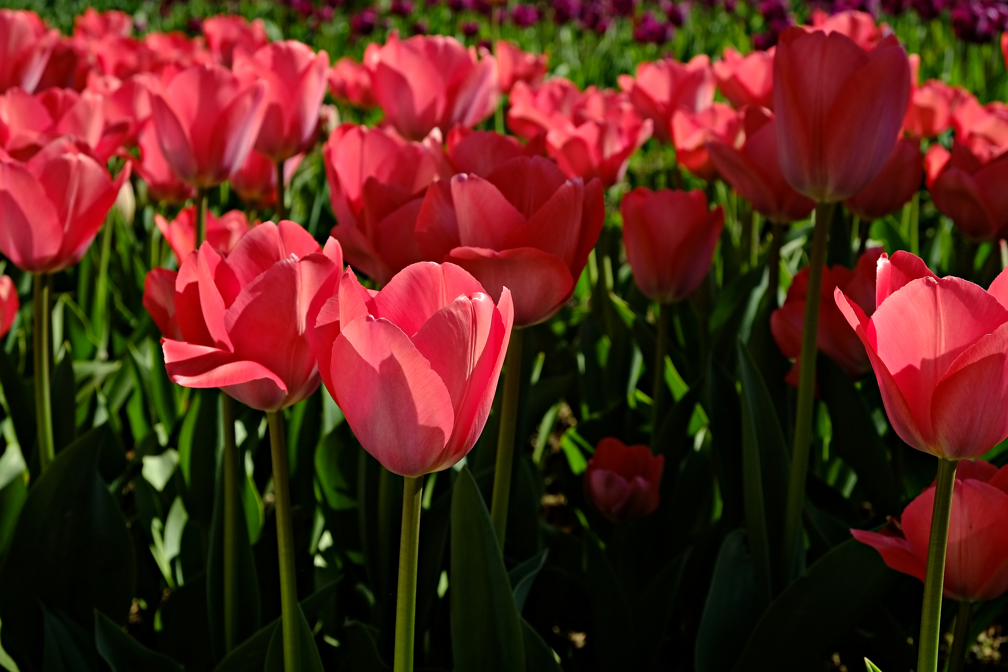 colorful tulips in sun light growing in the city park.