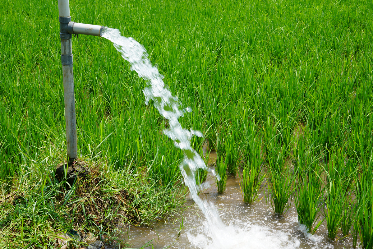 灌溉模式方案设计（喷灌还是滴灌）