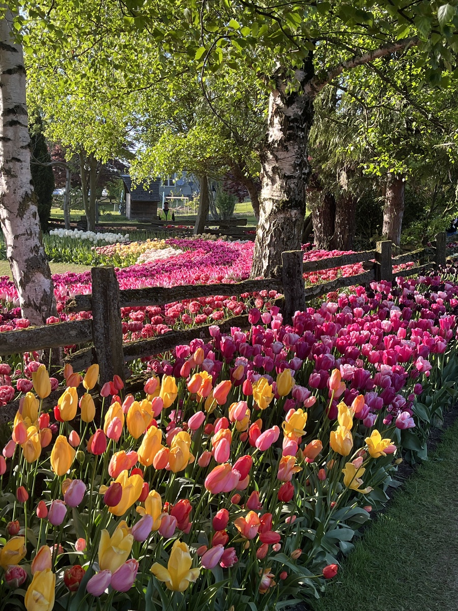 汤湖公园春雨漫步：郁金香花海与小鸭子的美好邂逅