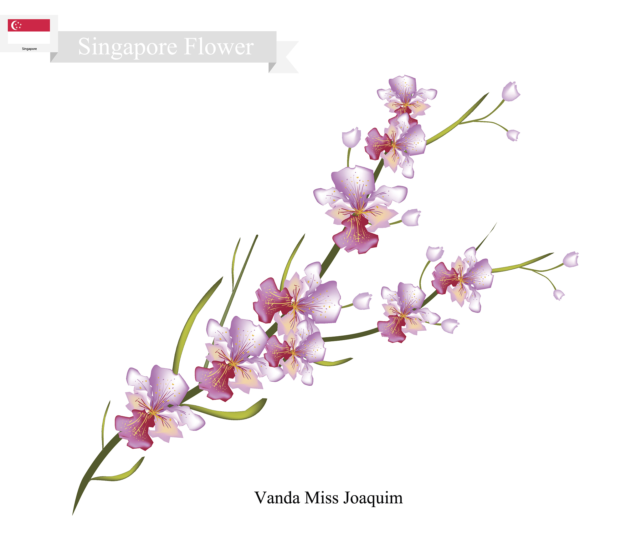 vanda miss joaquim, the national flower of singapore