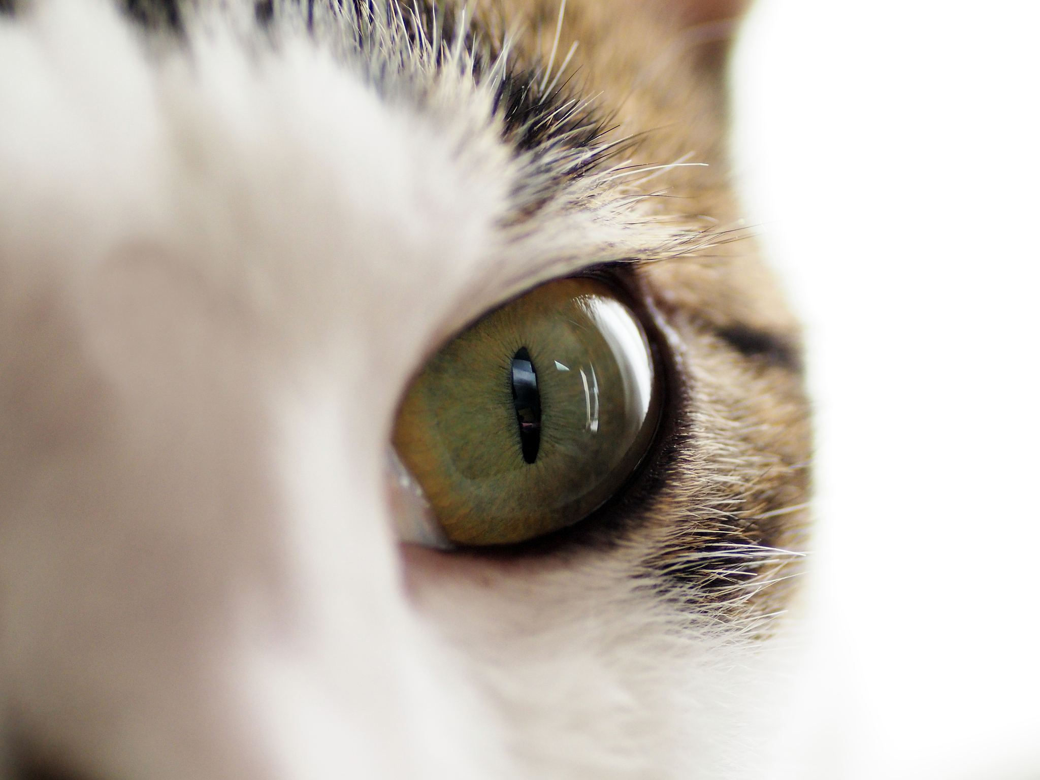 以一名猫咪主人的口吻写篇500字： 猫咪的眼睛为什么会发光？