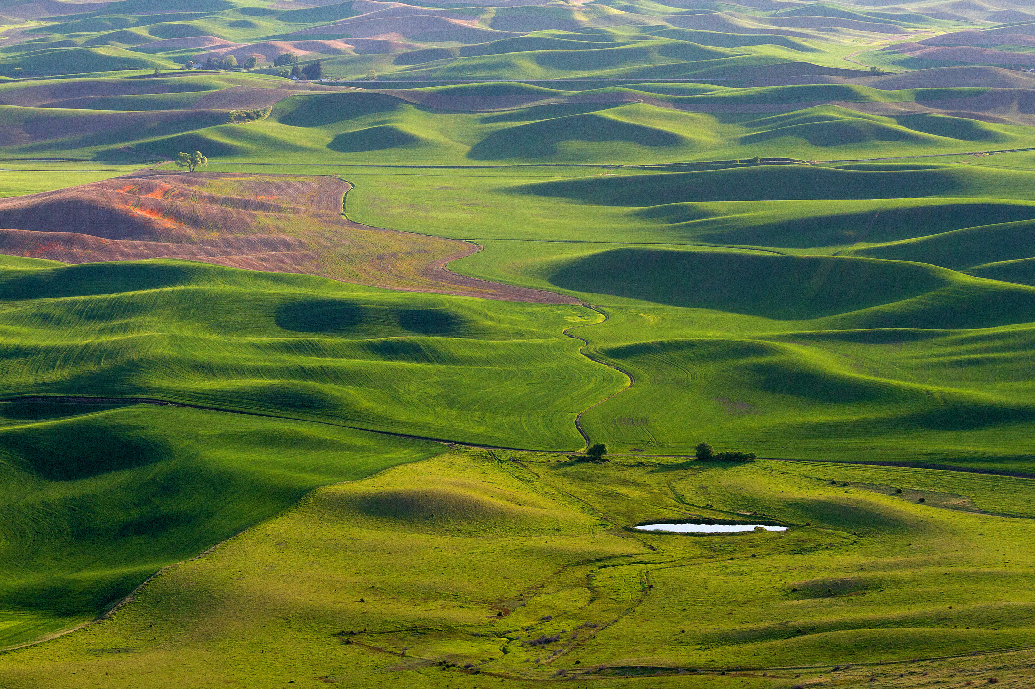 palouse farmland shadows in spring, washington
