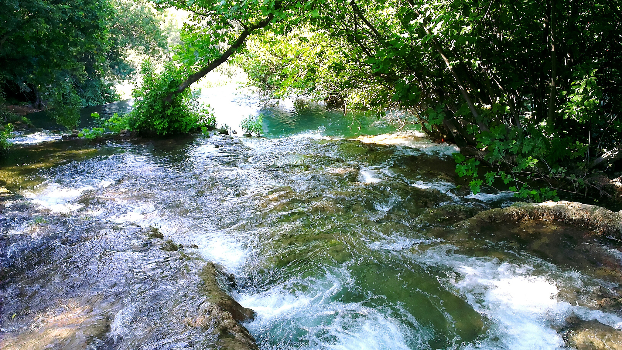 river in forest