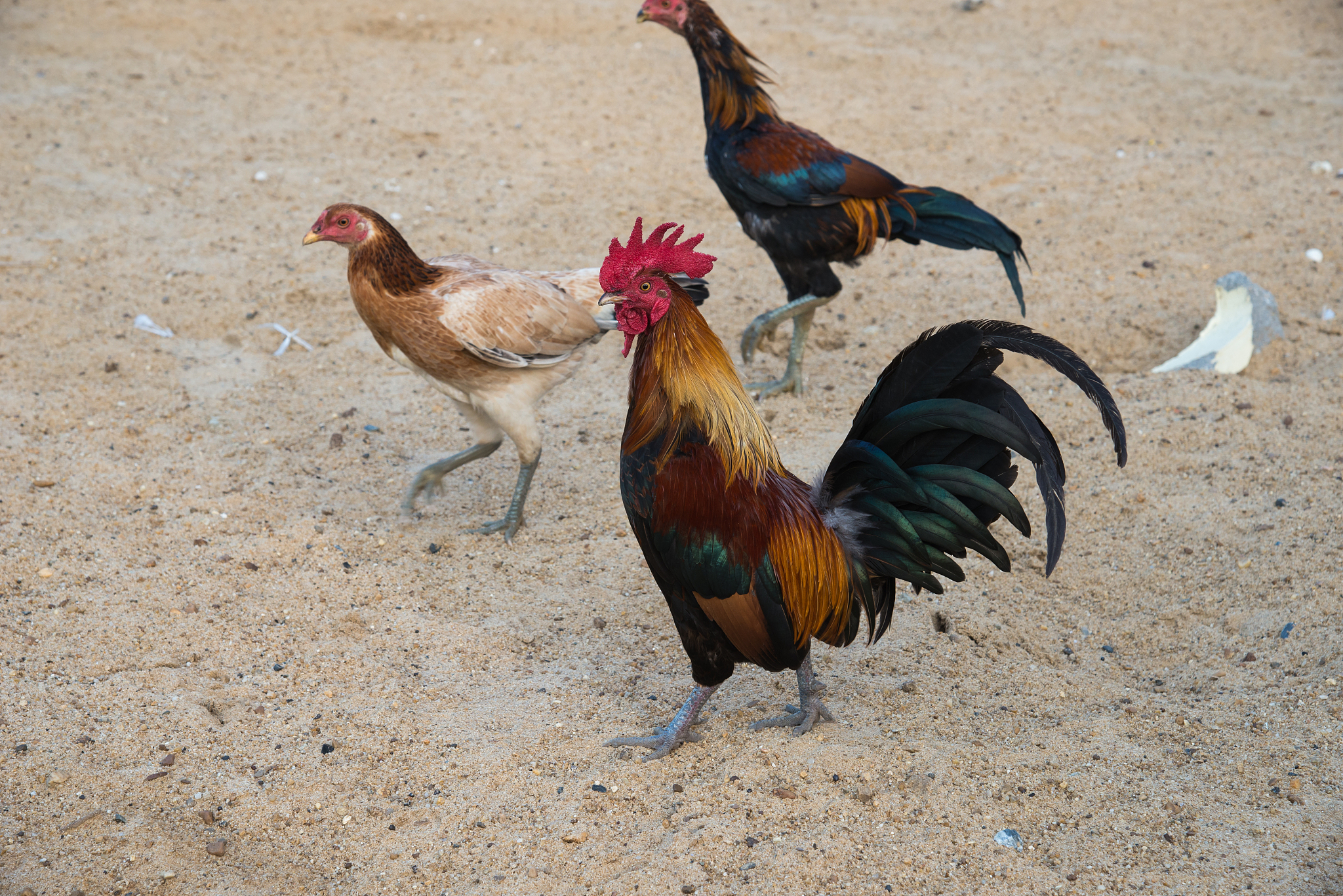 chicken flocks