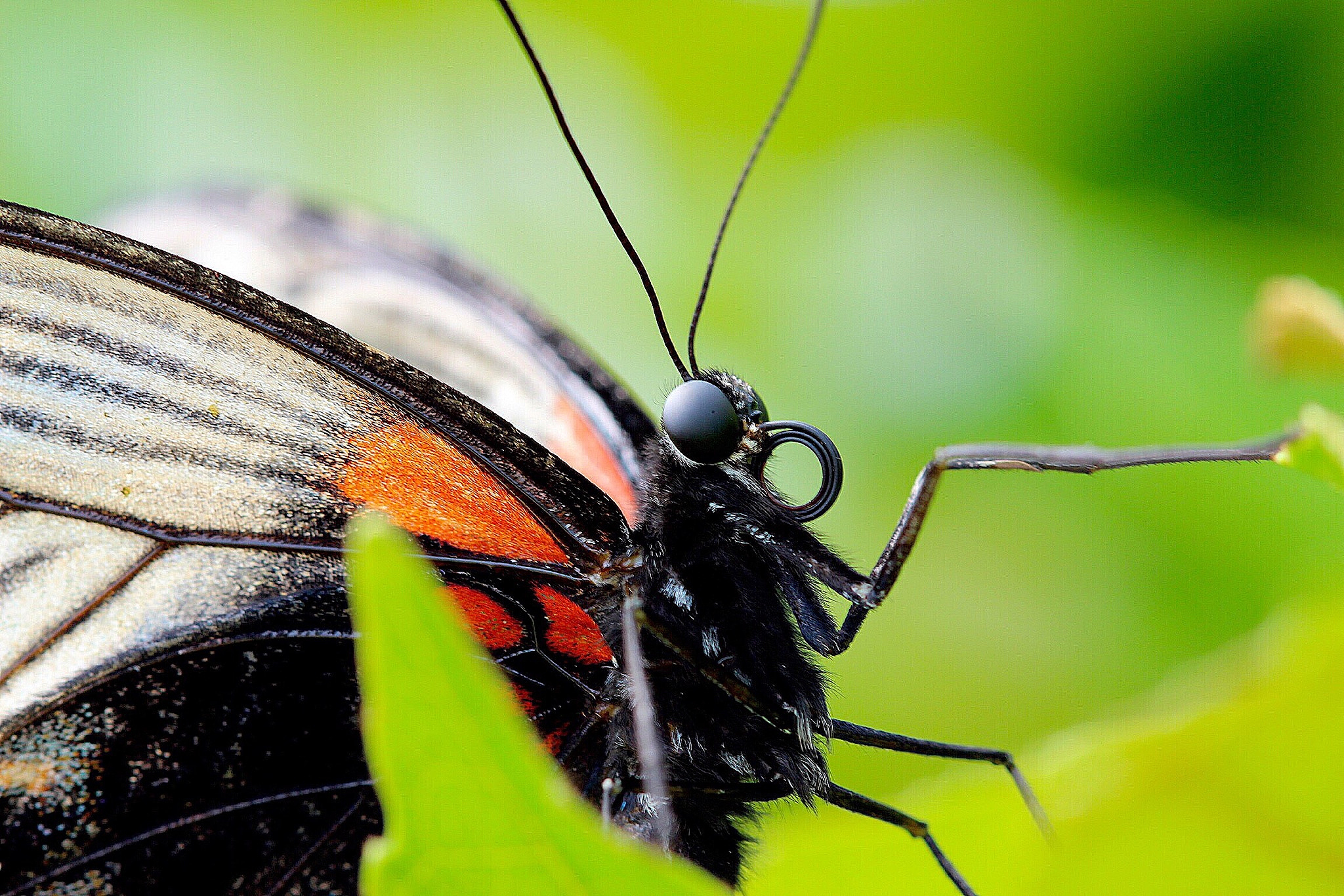 close up of butterfly