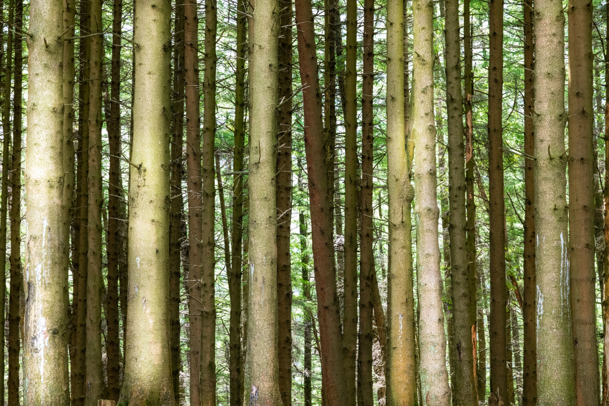 福建林业职业技术学院林业技术专业涉及哪些课程