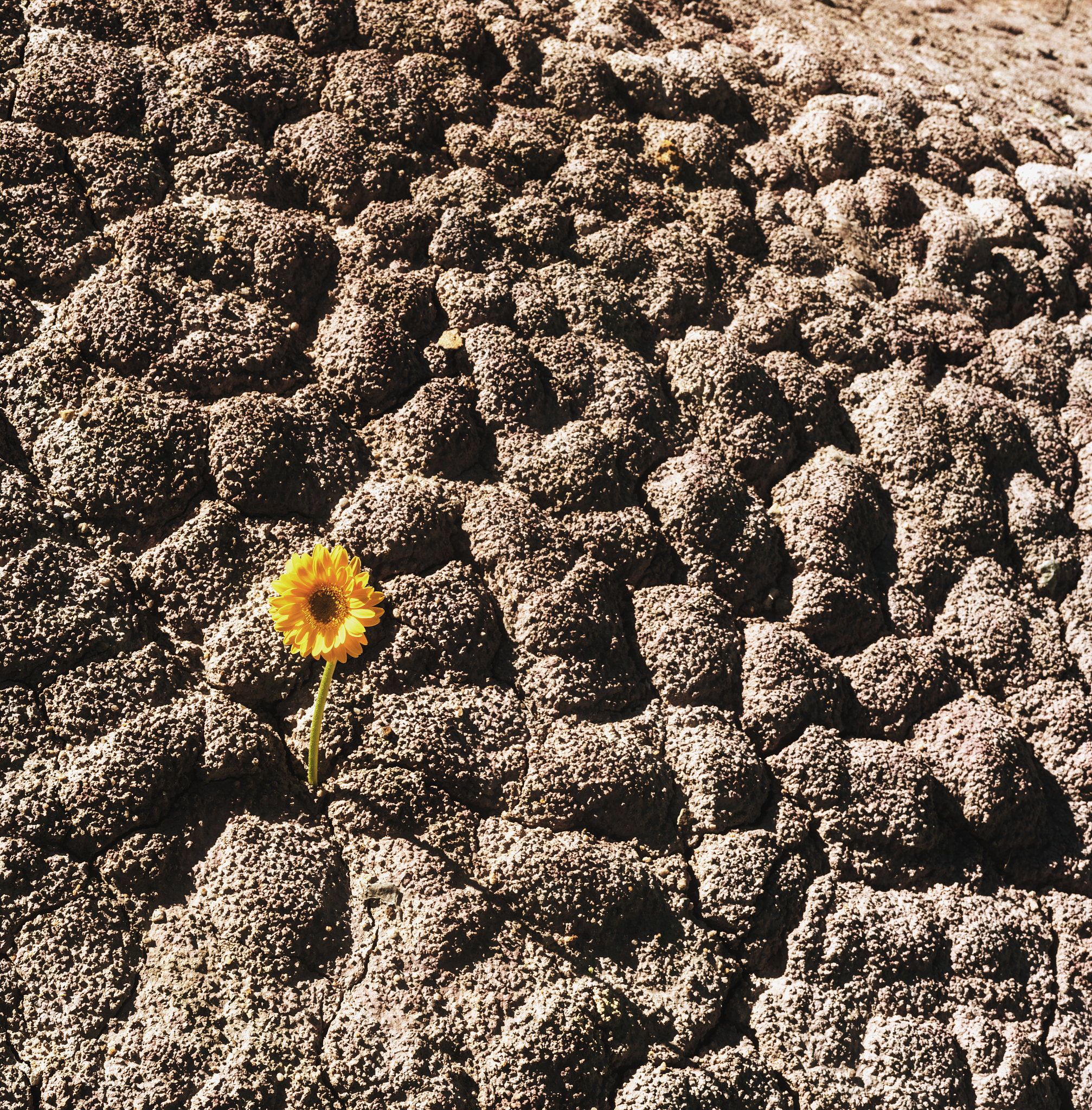总结这段话的结论：以嗜盐好氧颗粒污泥为原材料开展菌株筛选、分离工作共分离出 23 株菌 其中 9 株具有 HN-AD 功能。名为 SND-01 的菌株具有最高的 HN-AD 脱氮效率 选取该菌株进行后续研究。对菌株 SND-01 的生理生态特性进行分析。结果表明 菌株 SND-01 与 Exiguobacterium mexicanum strain 8N 的同源性高达 100菌株 SND-01