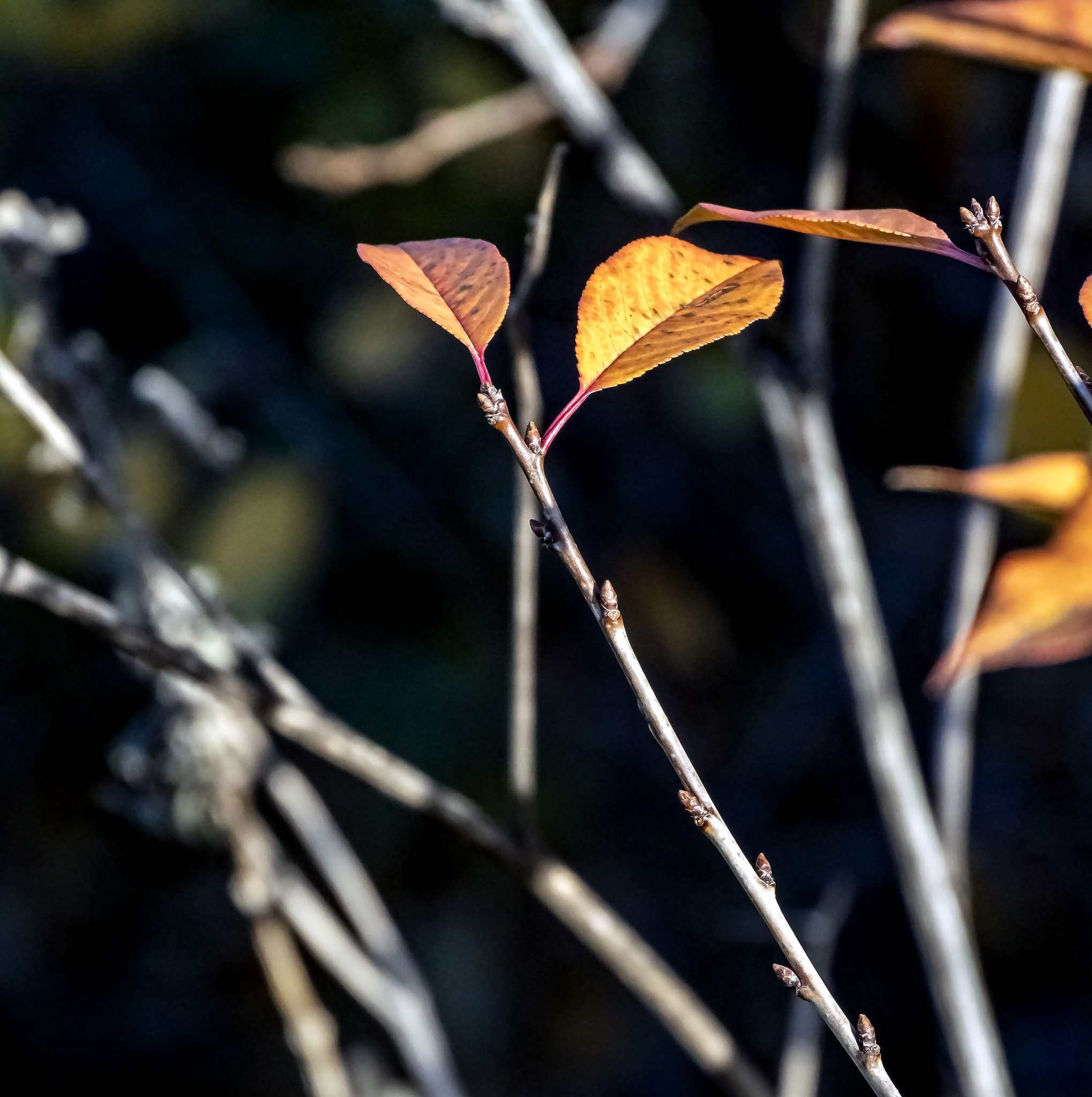 东榑是什么意思_词语东榑的意思