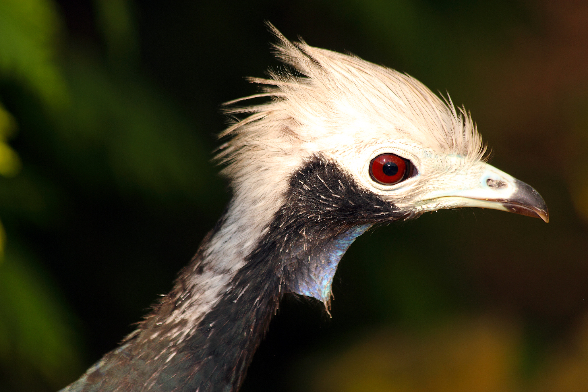 critically endangered trinidad piping guan. pipile