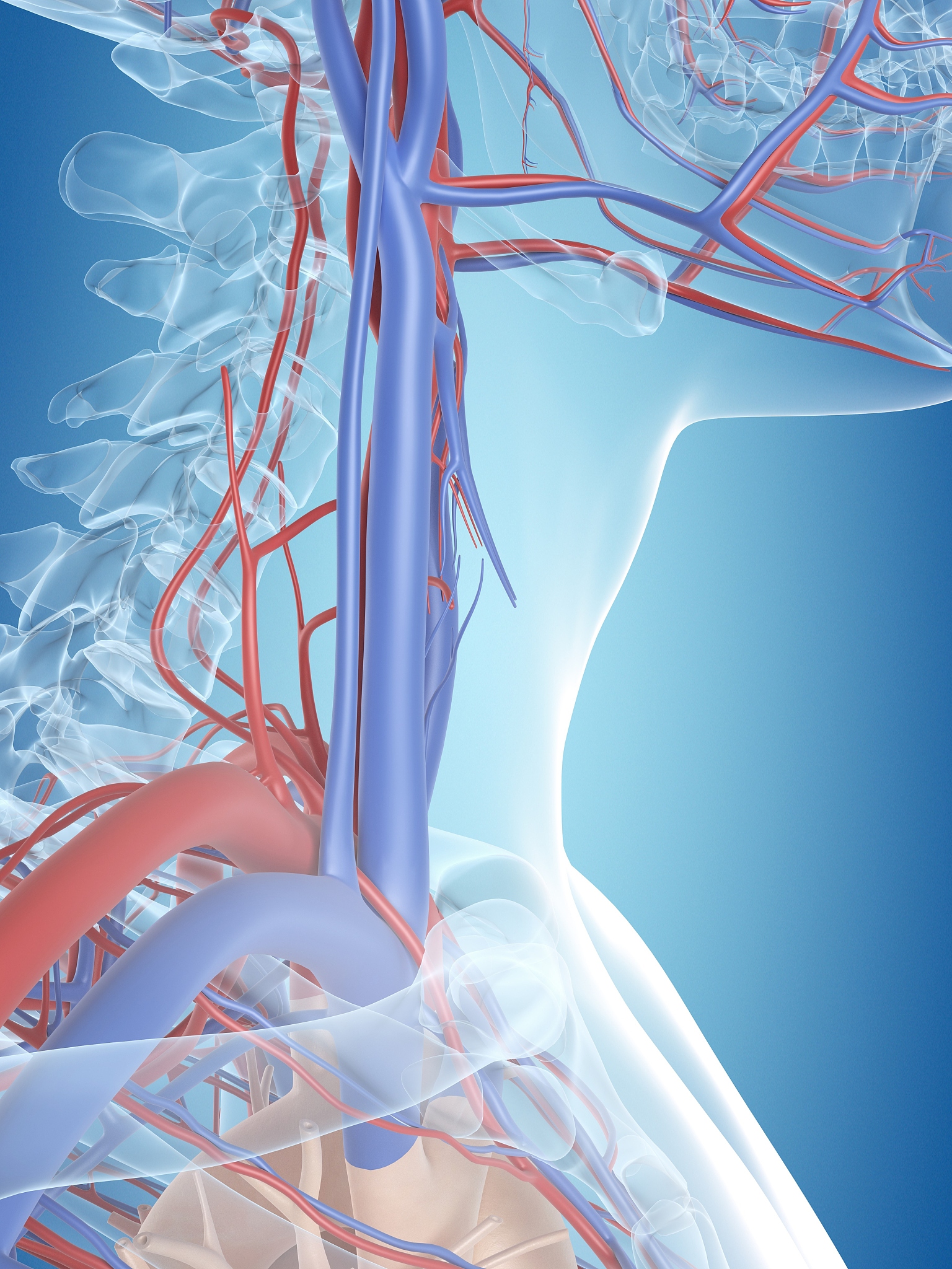 尾静脉注射乳腺癌骨转移模型的成功率