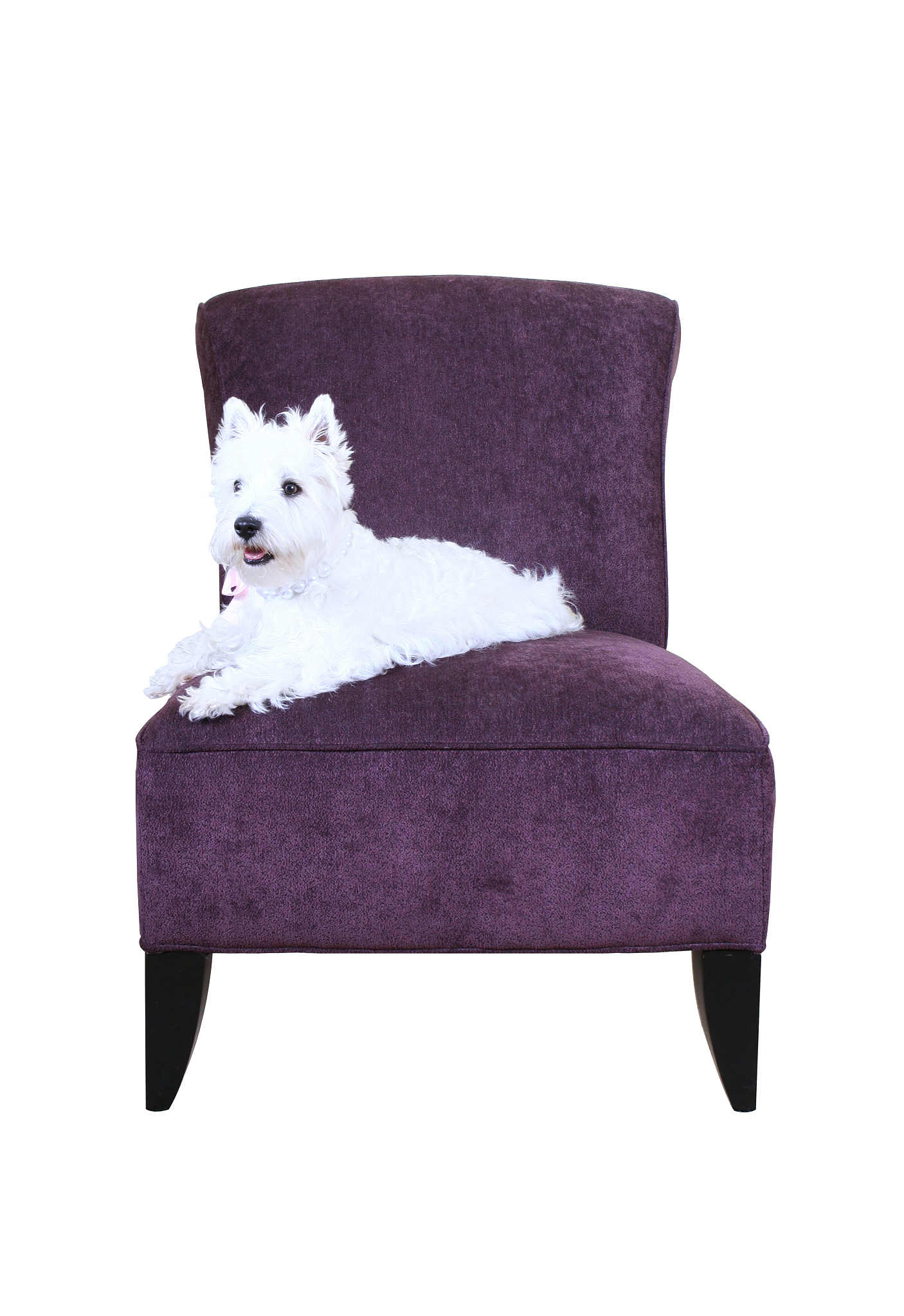 狗狗椅推荐！质量好、无味、舒适、做工精细