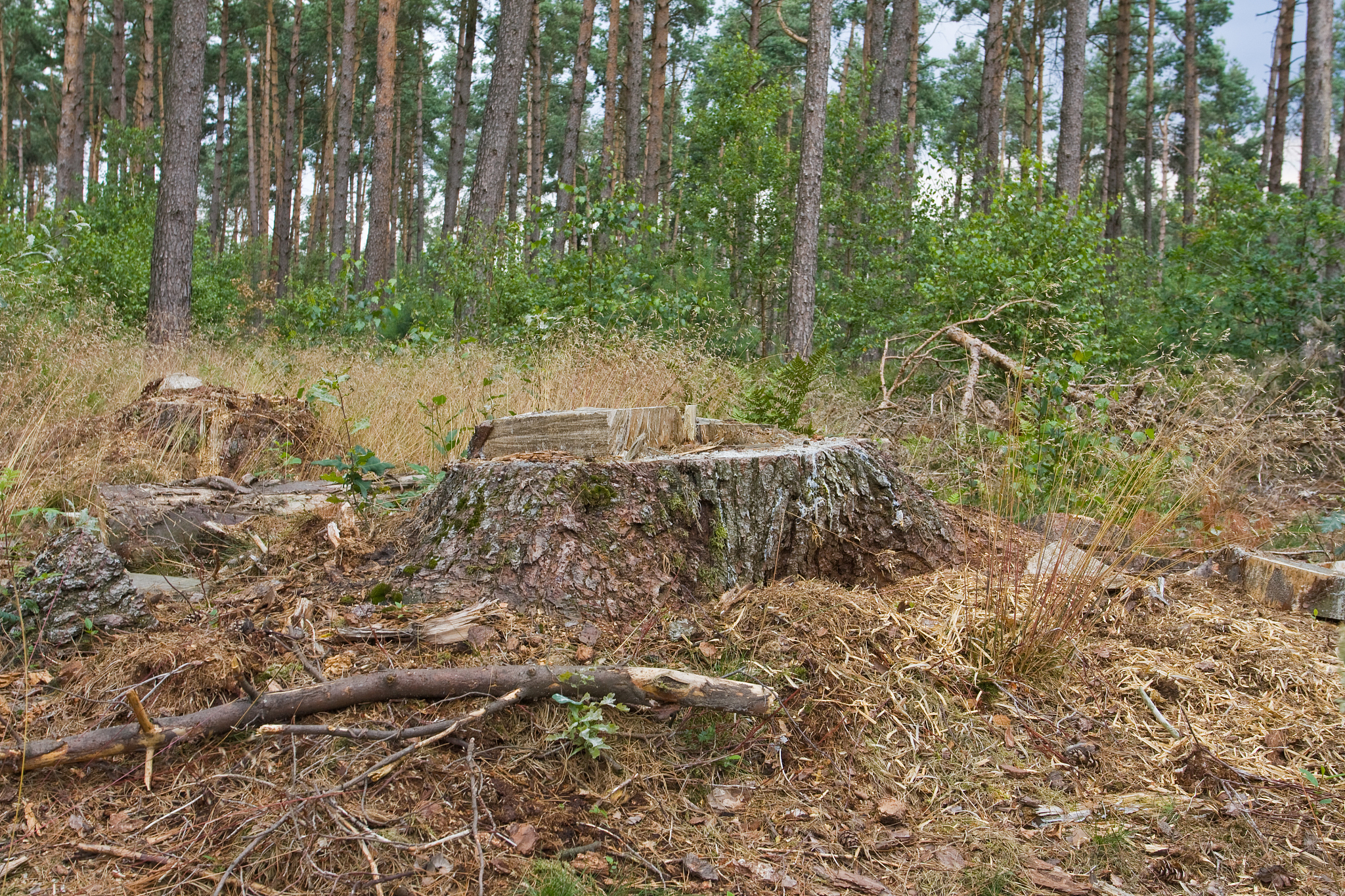 桉树适合种在坟墓旁吗