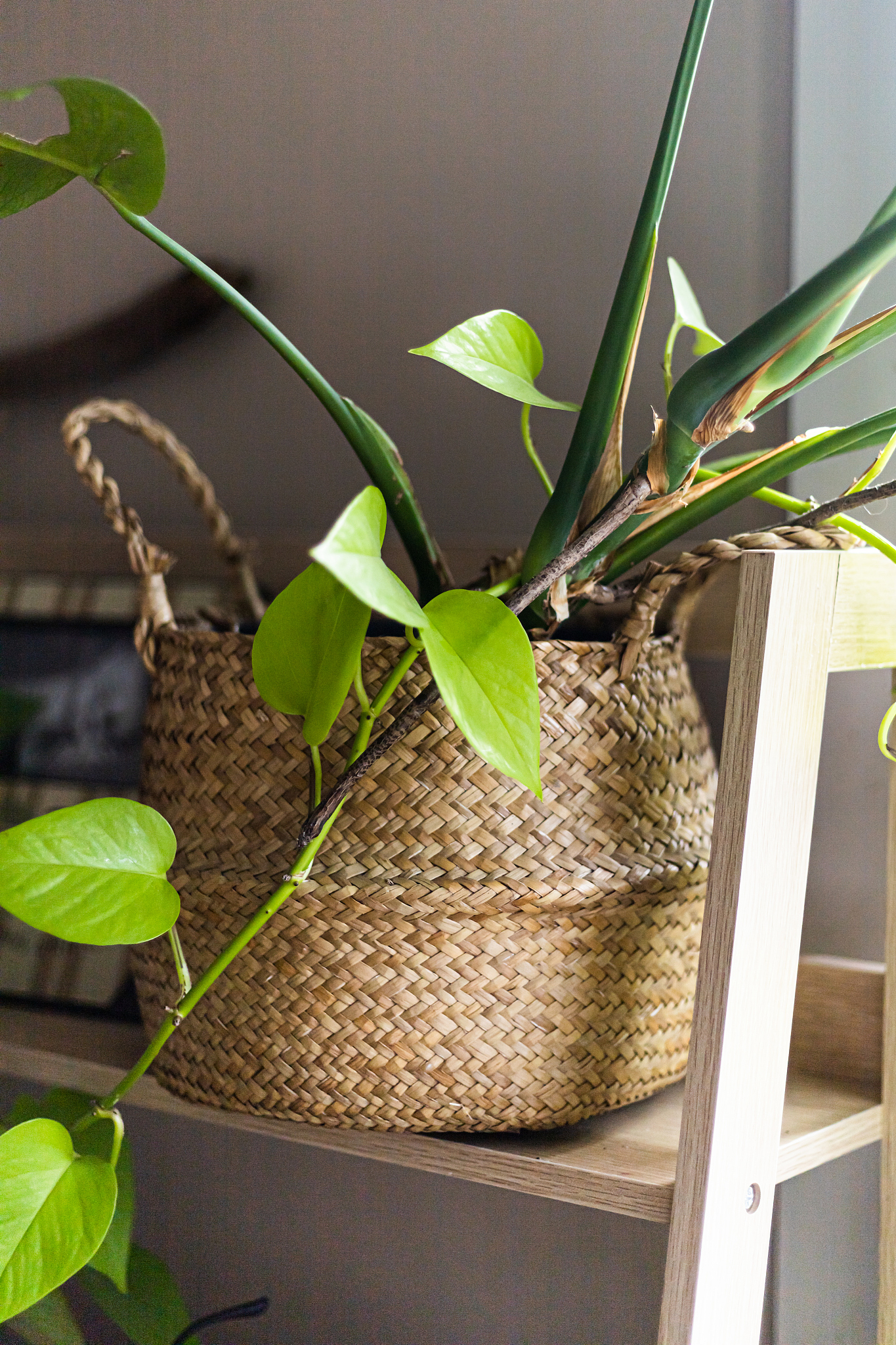 没有藤子这一说法哦这一种材料就叫藤