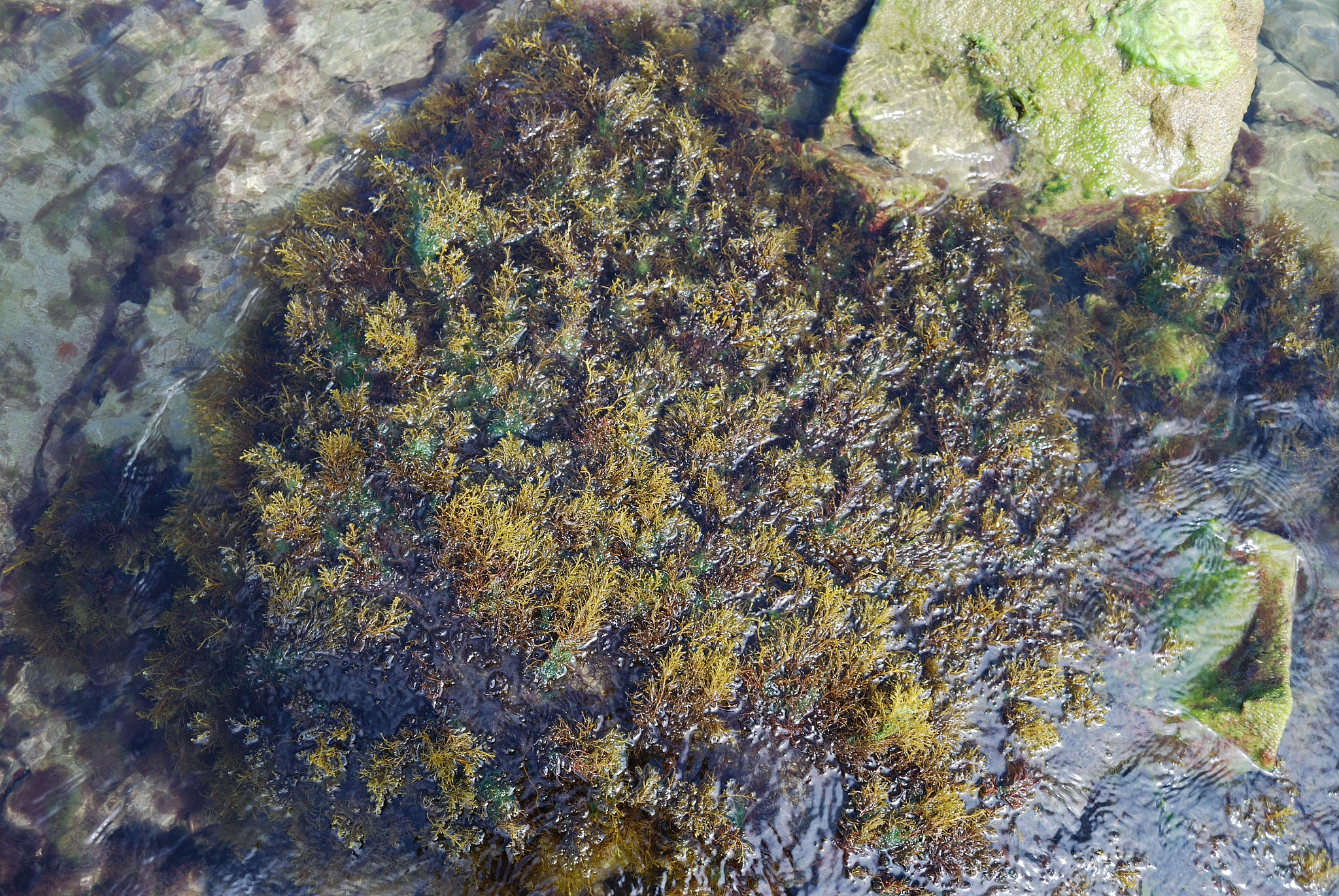 河蚬PFAS和MPs生物富集毒性研究不足及建议