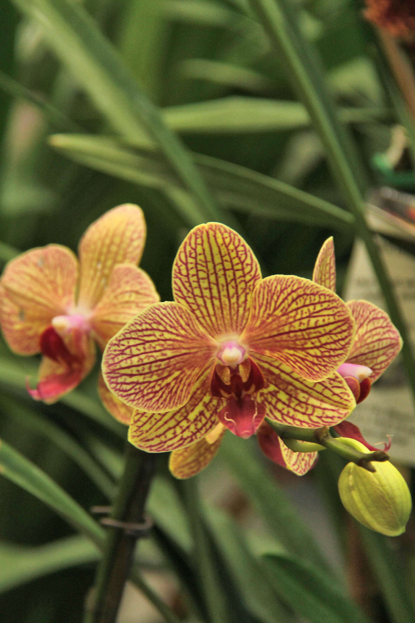 orchid.