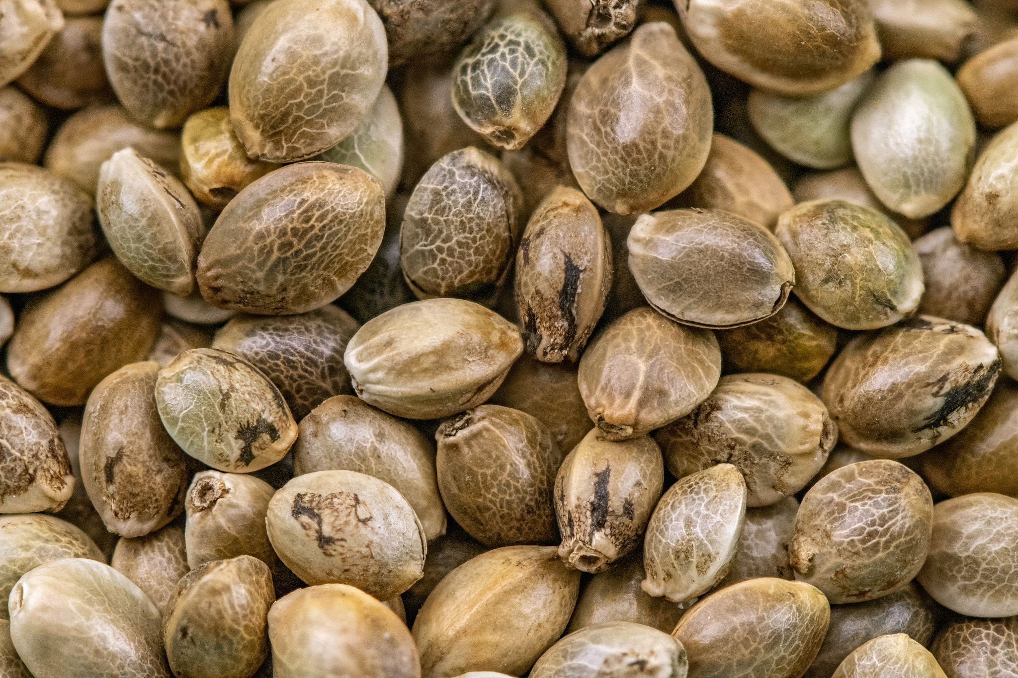 西北农林科技大学的种子科学与工程专业好不好