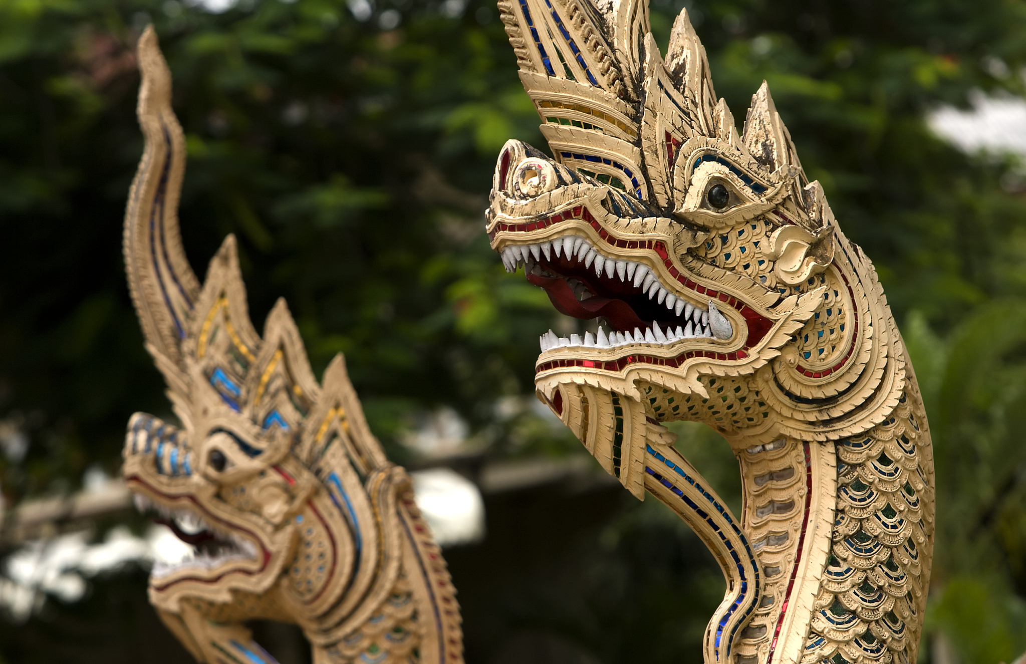 dragons