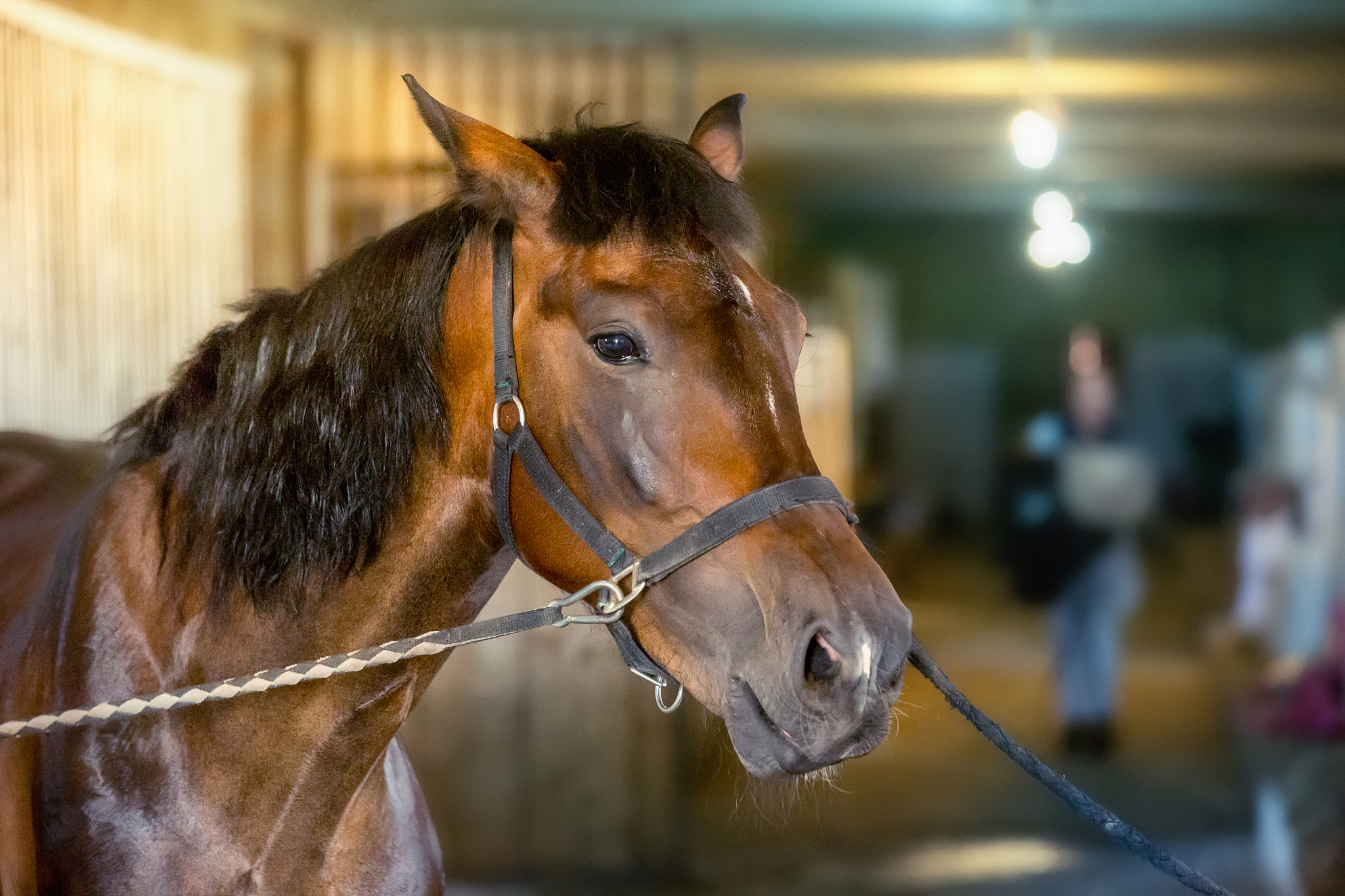 brown horse in stables
