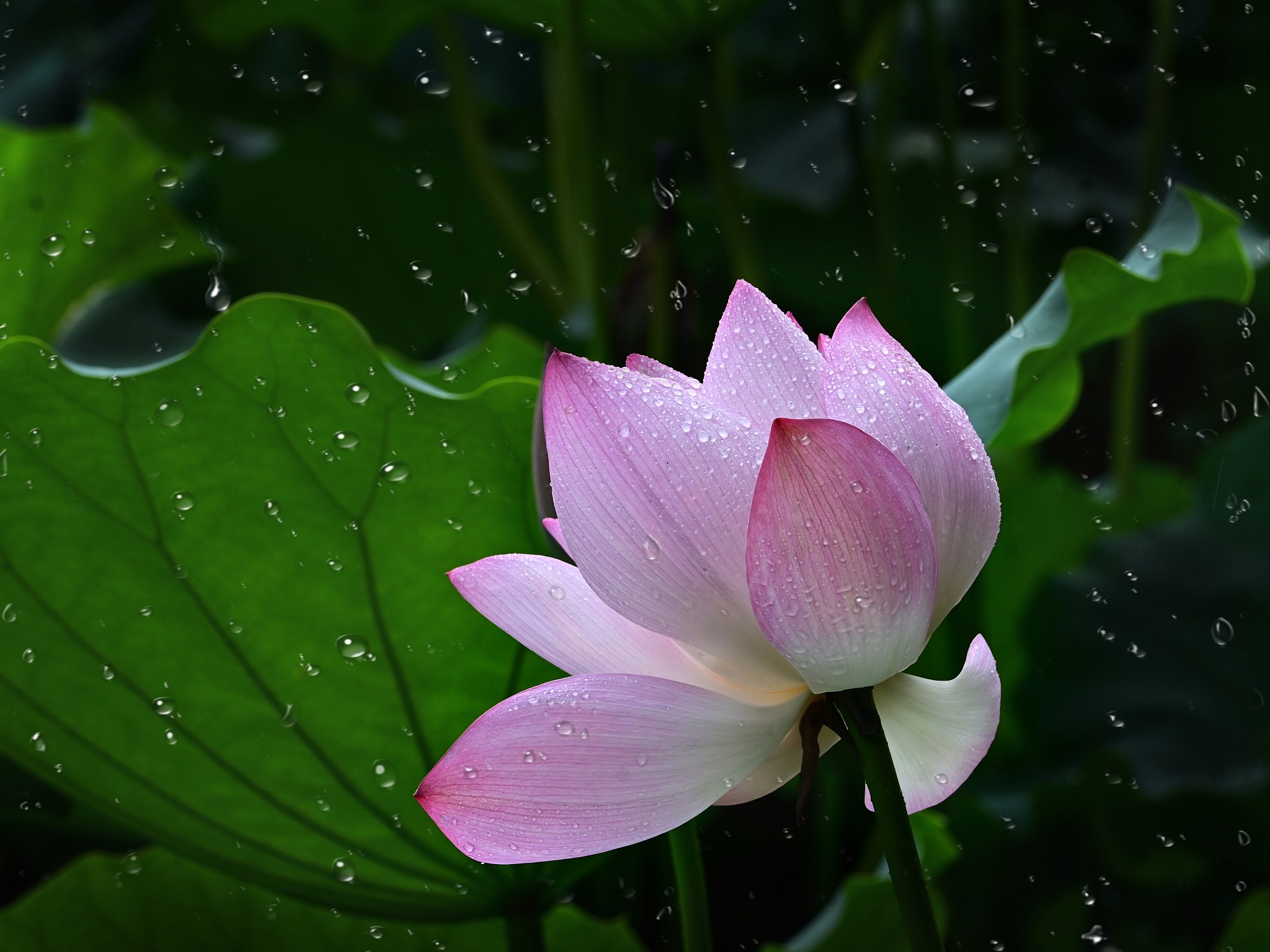 带雨荷表思念的诗：寄托深情，挥之不去
