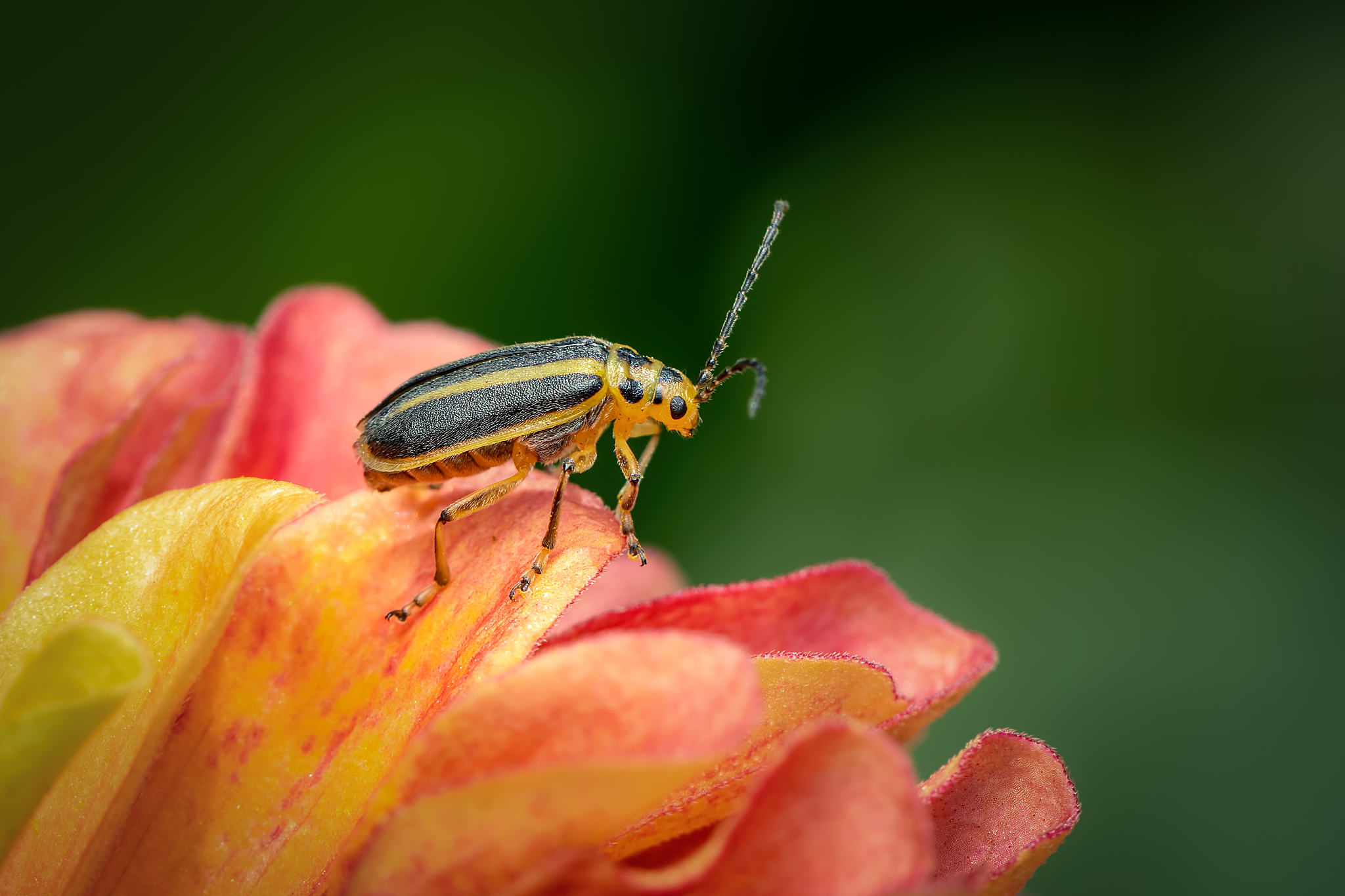 small coleoptera resting on a flower redan to take flight