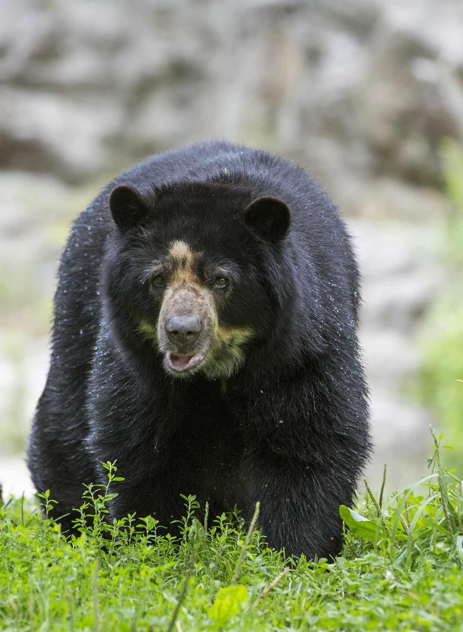 黑熊都是黑色的吗？棕熊也有黑色吗？