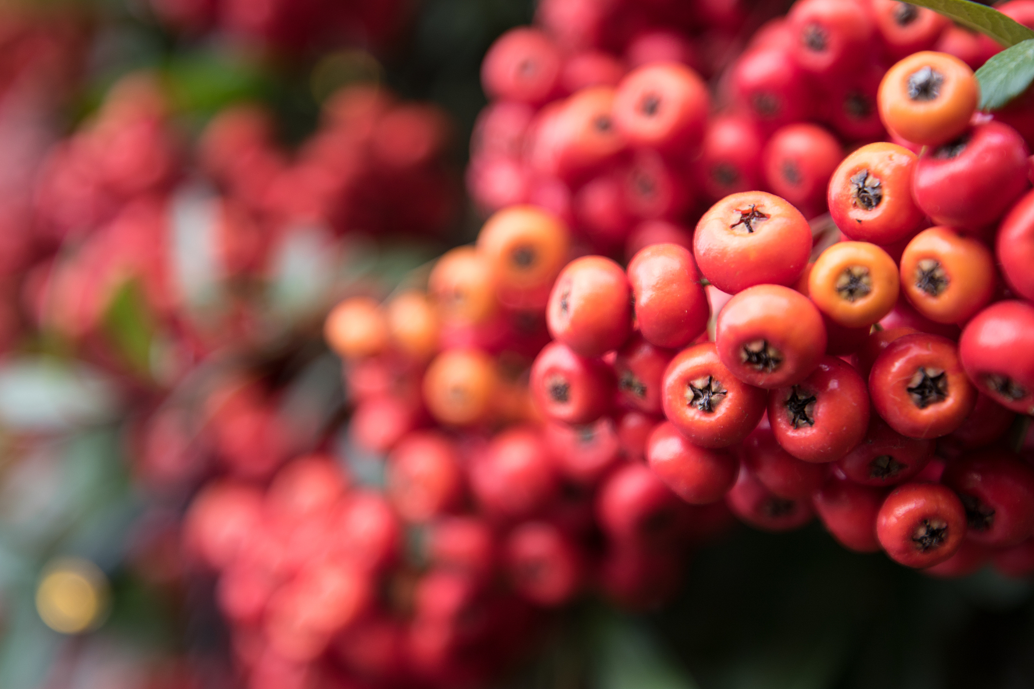 close-up of berries on tree