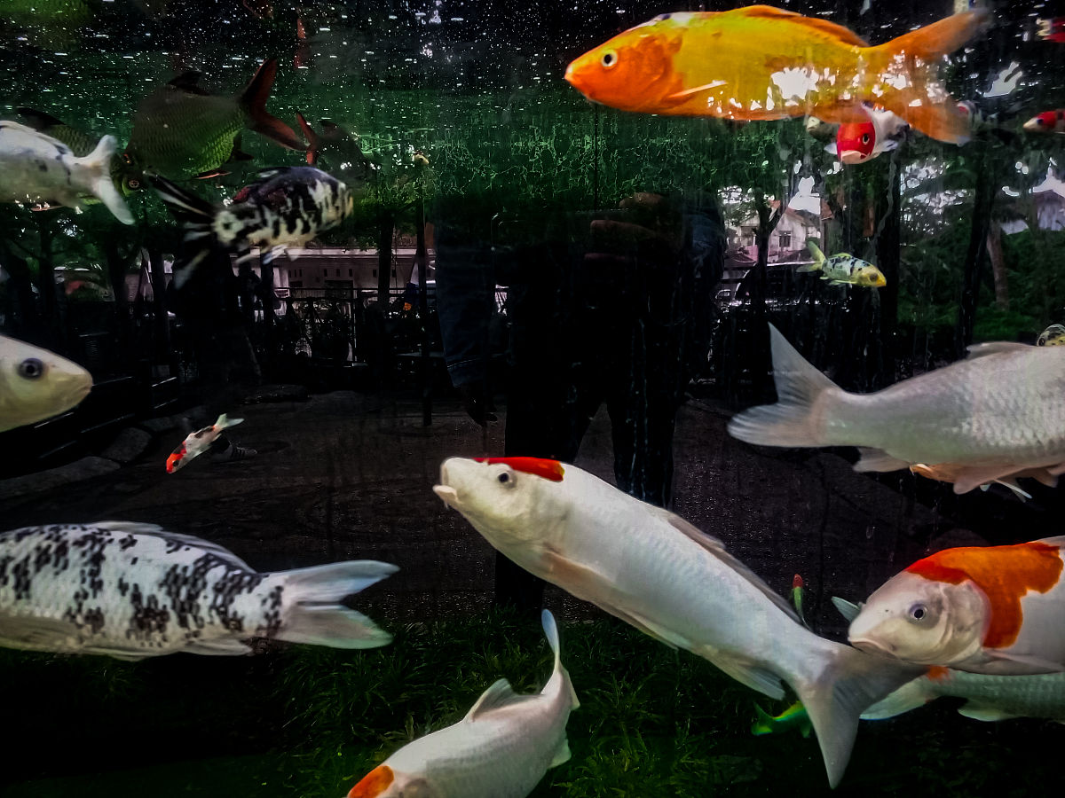 观赏鱼日常养护与日常病处理