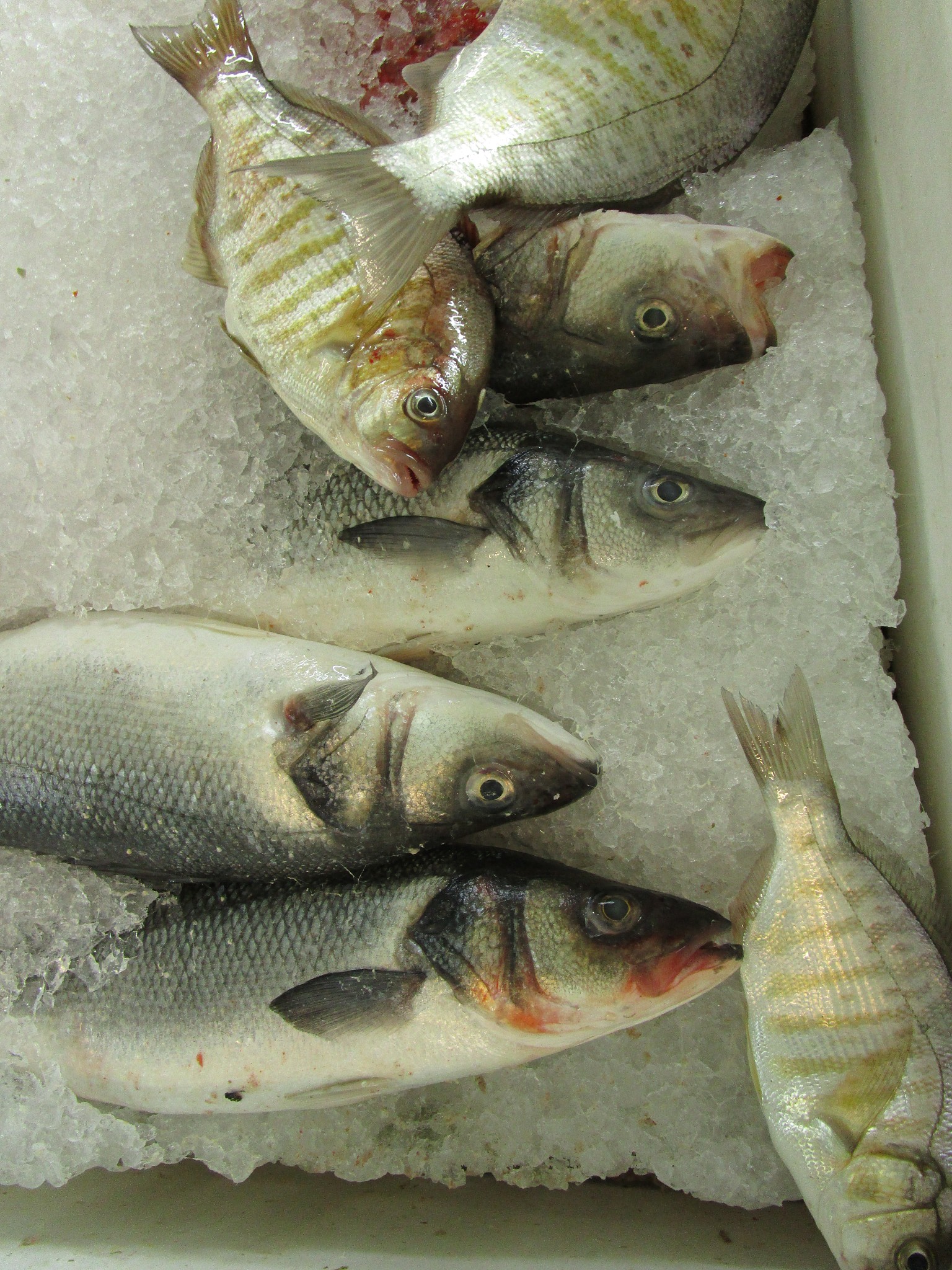 杜仲对草鱼生长性能、肌肉品质和胶原蛋白基因表达的影响