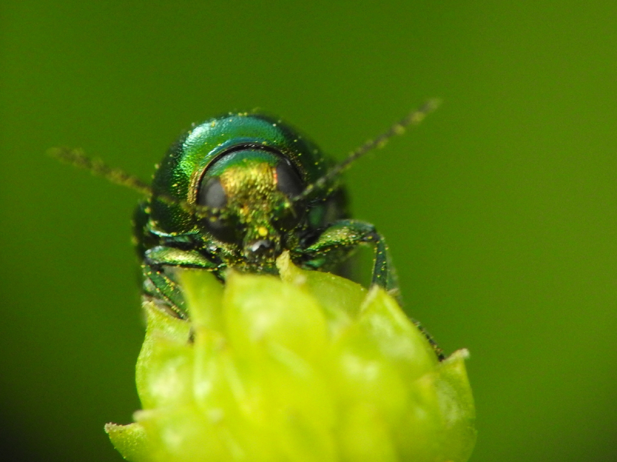 green bug portrait