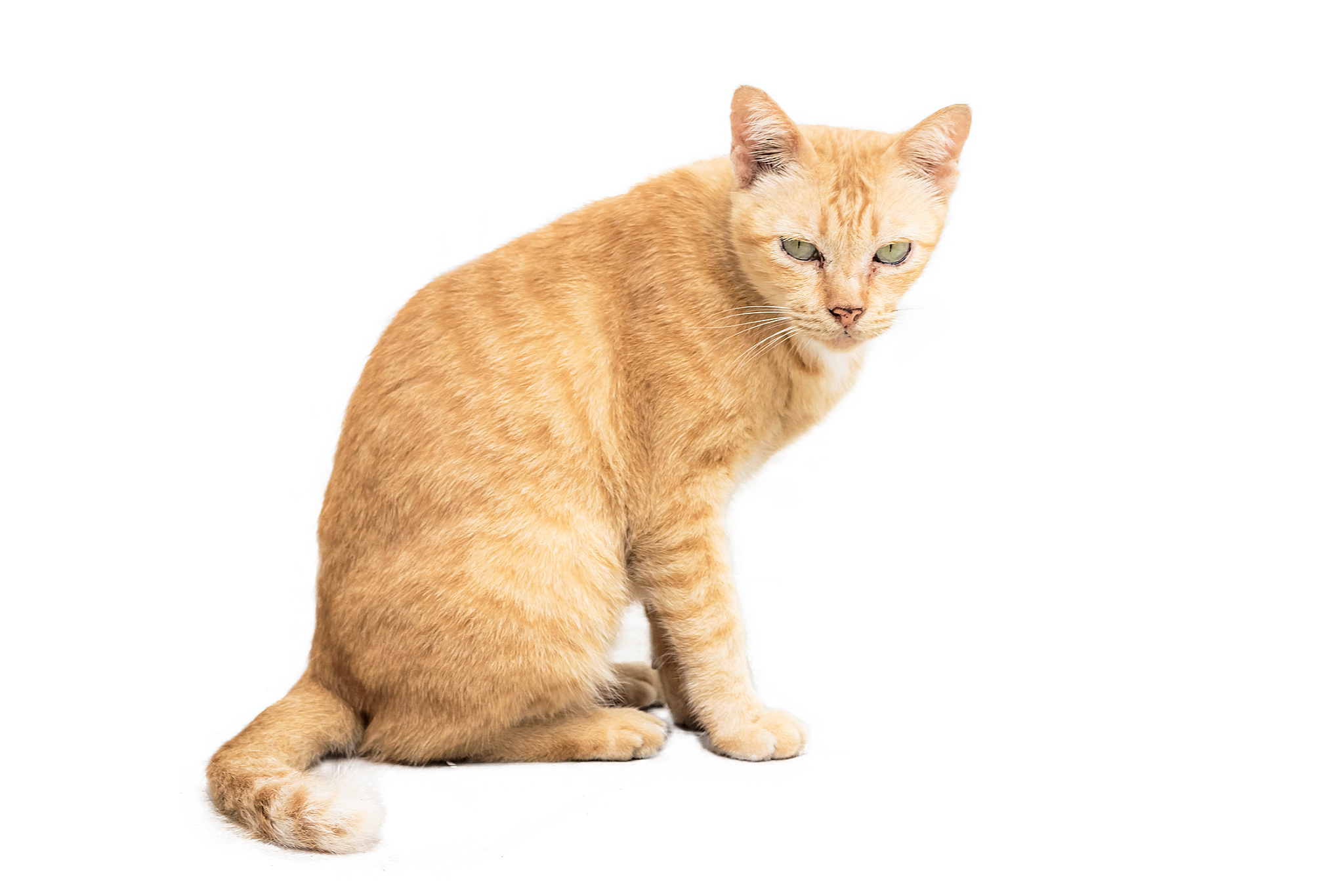 thai cat,isolated