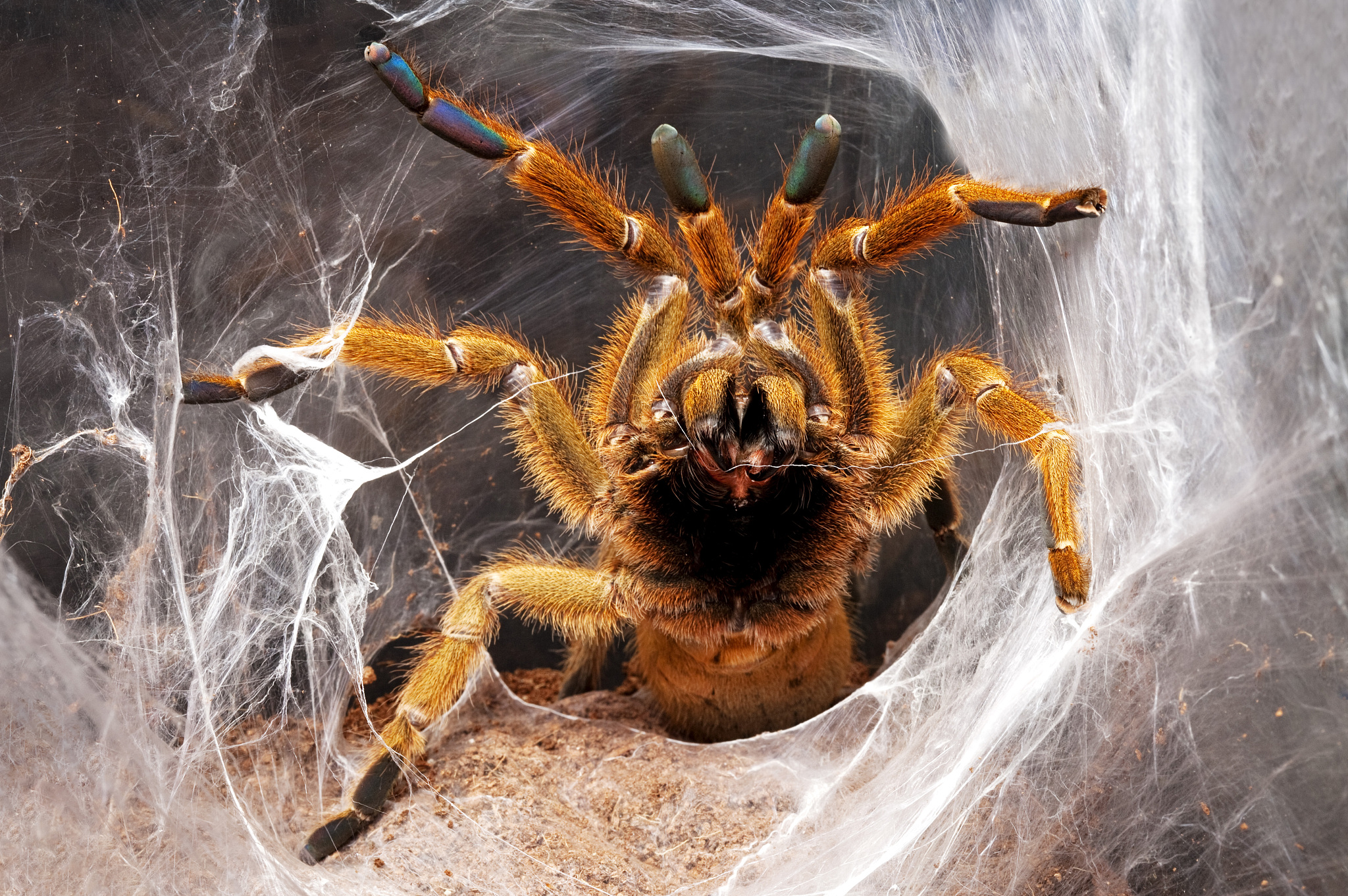 蜘蛛 - 八足节肢动物的奇妙世界