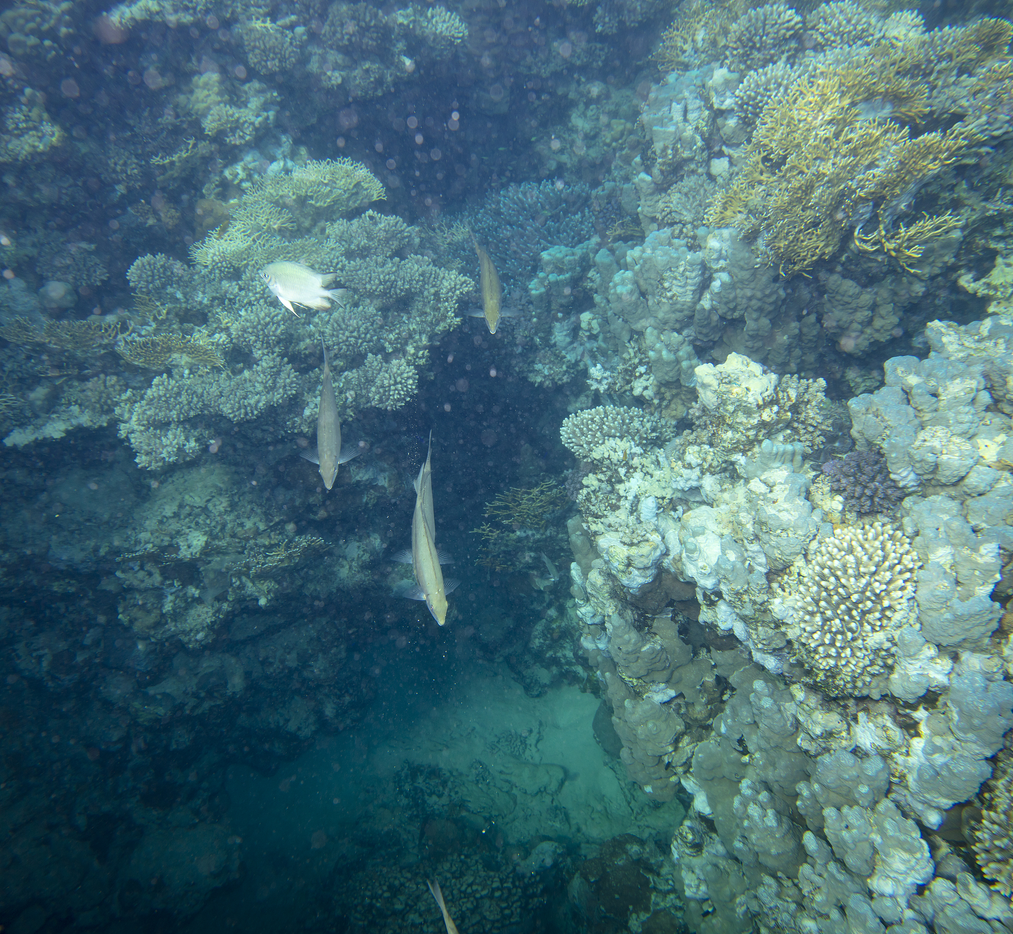 仿照 课文《宇宙的那一边》写一篇短文