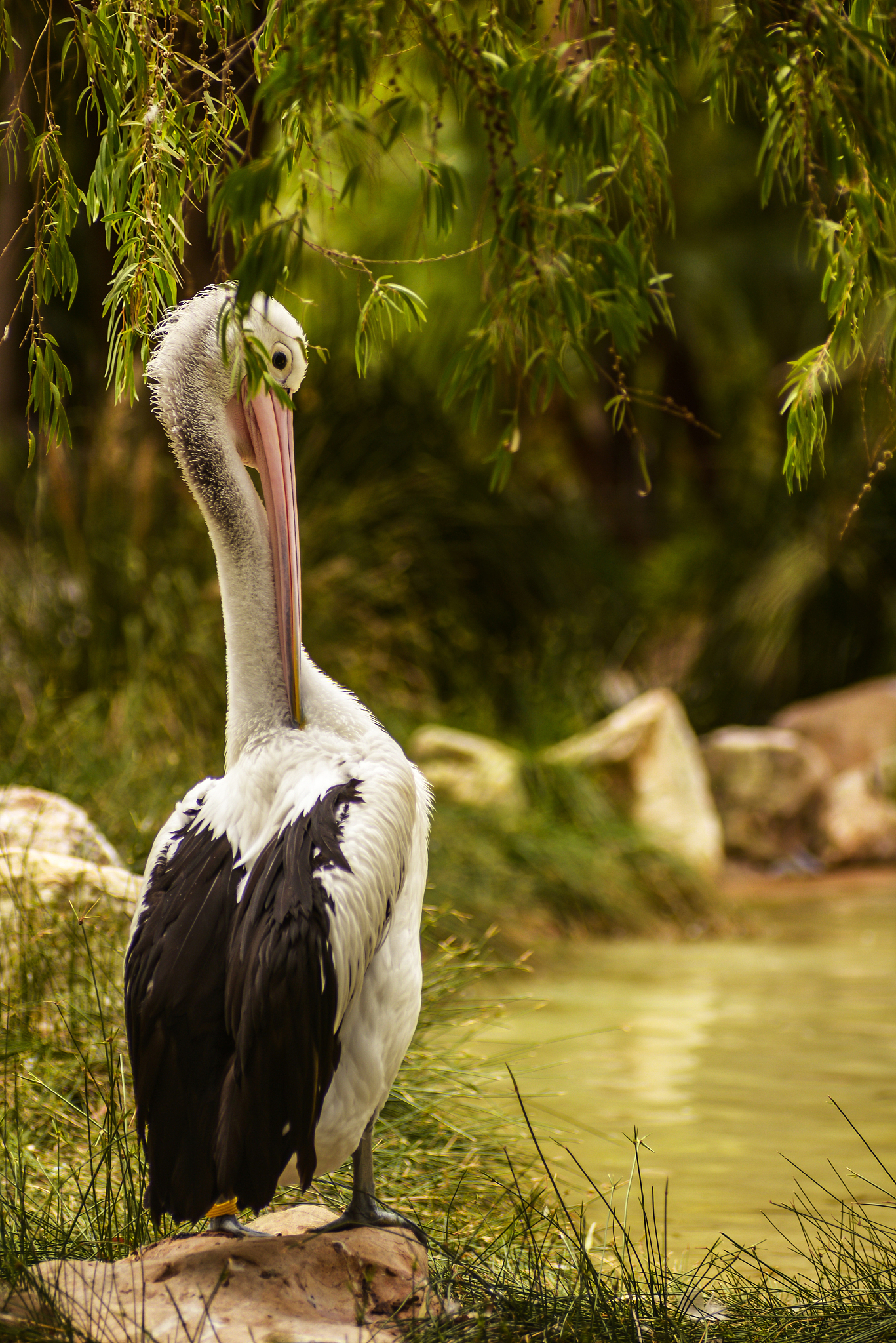 鸟类会有严重的应激行为吗？