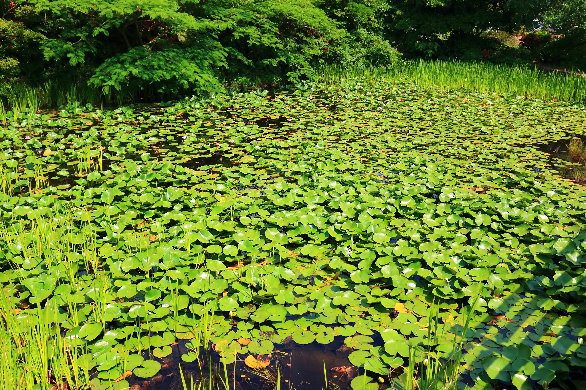 ponds, lotus, water lilies, banmot, ramsar marsh,