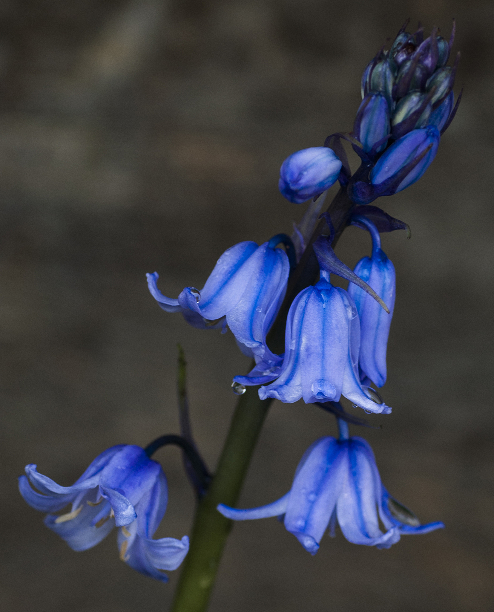 blue flowers