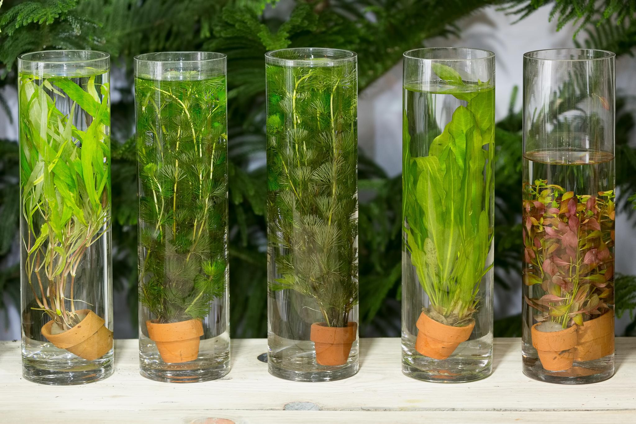 过氧化氢增氧对水培作物根系的危害