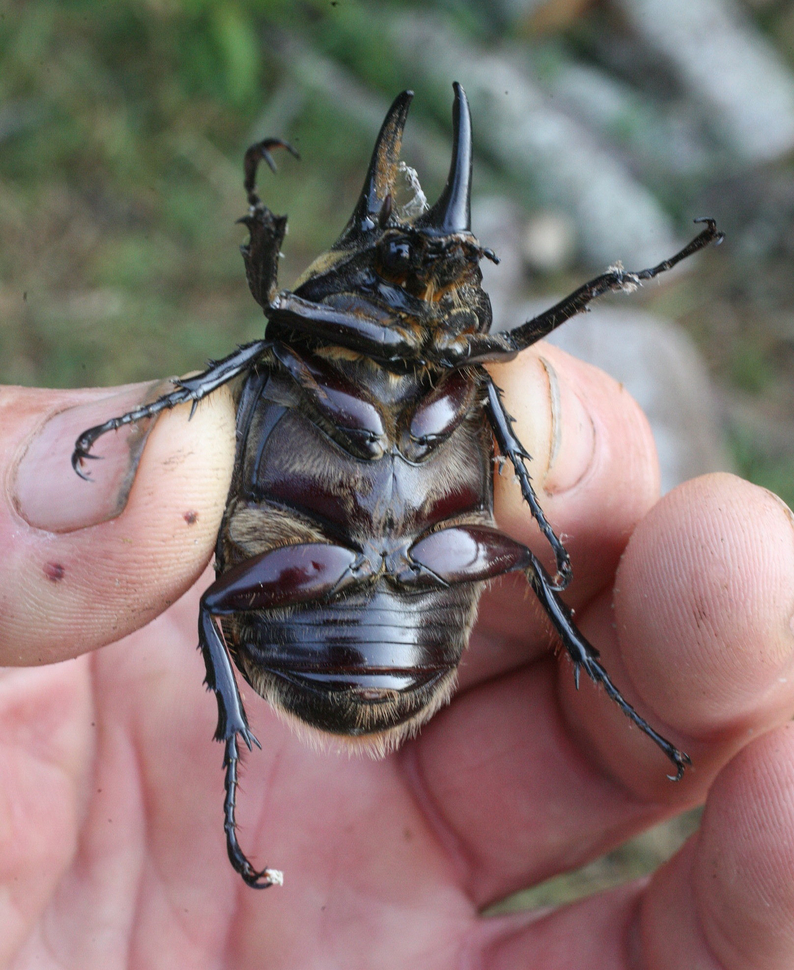 大尖鞘叩甲：美丽的金属甲虫，濒危物种