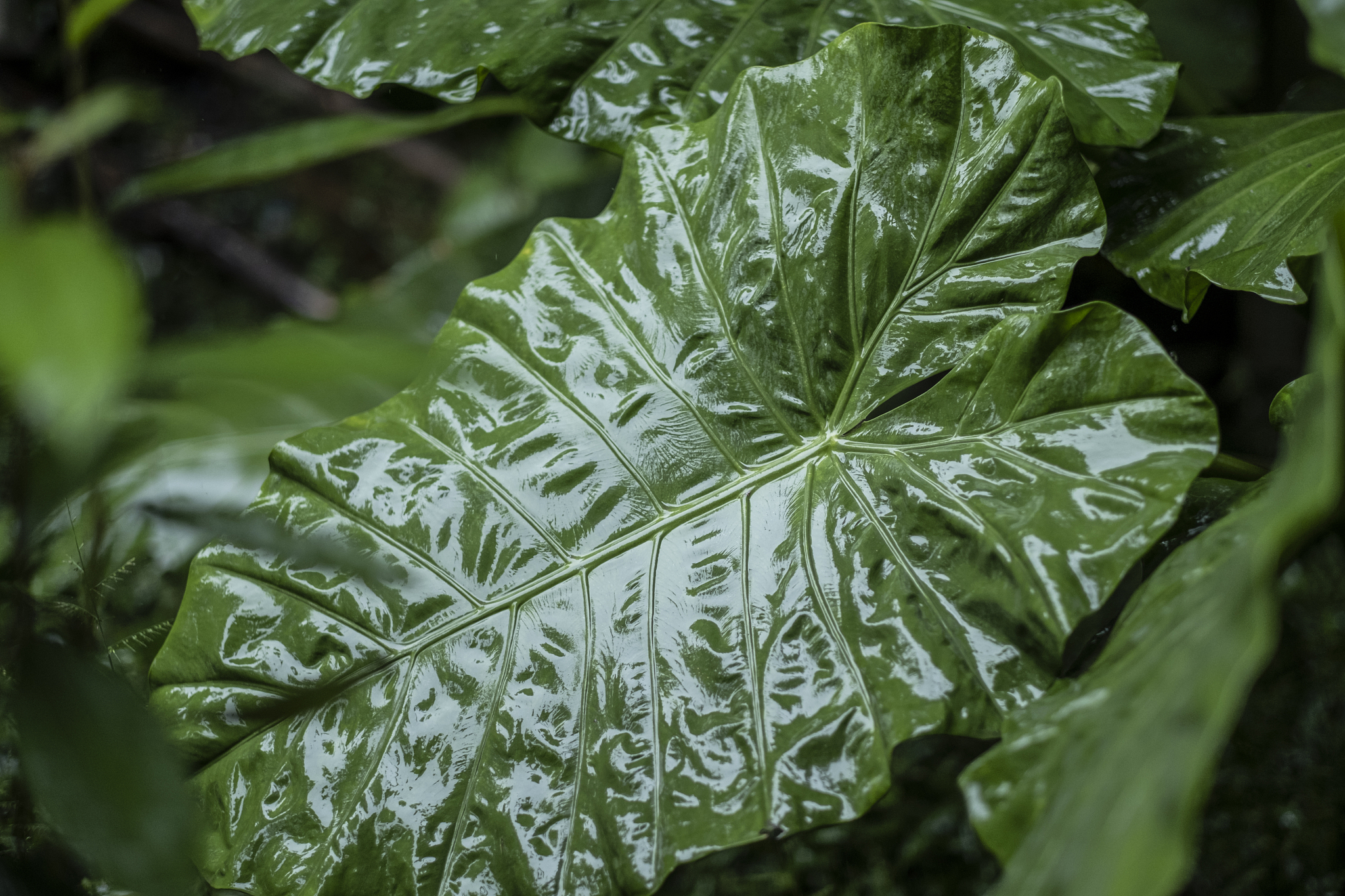 taro leaf