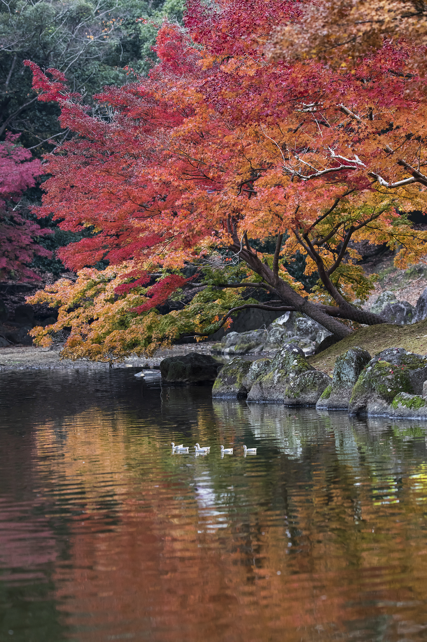 这山水真漂亮风吹的红叶小水哗哗流用这些给我做一首诗