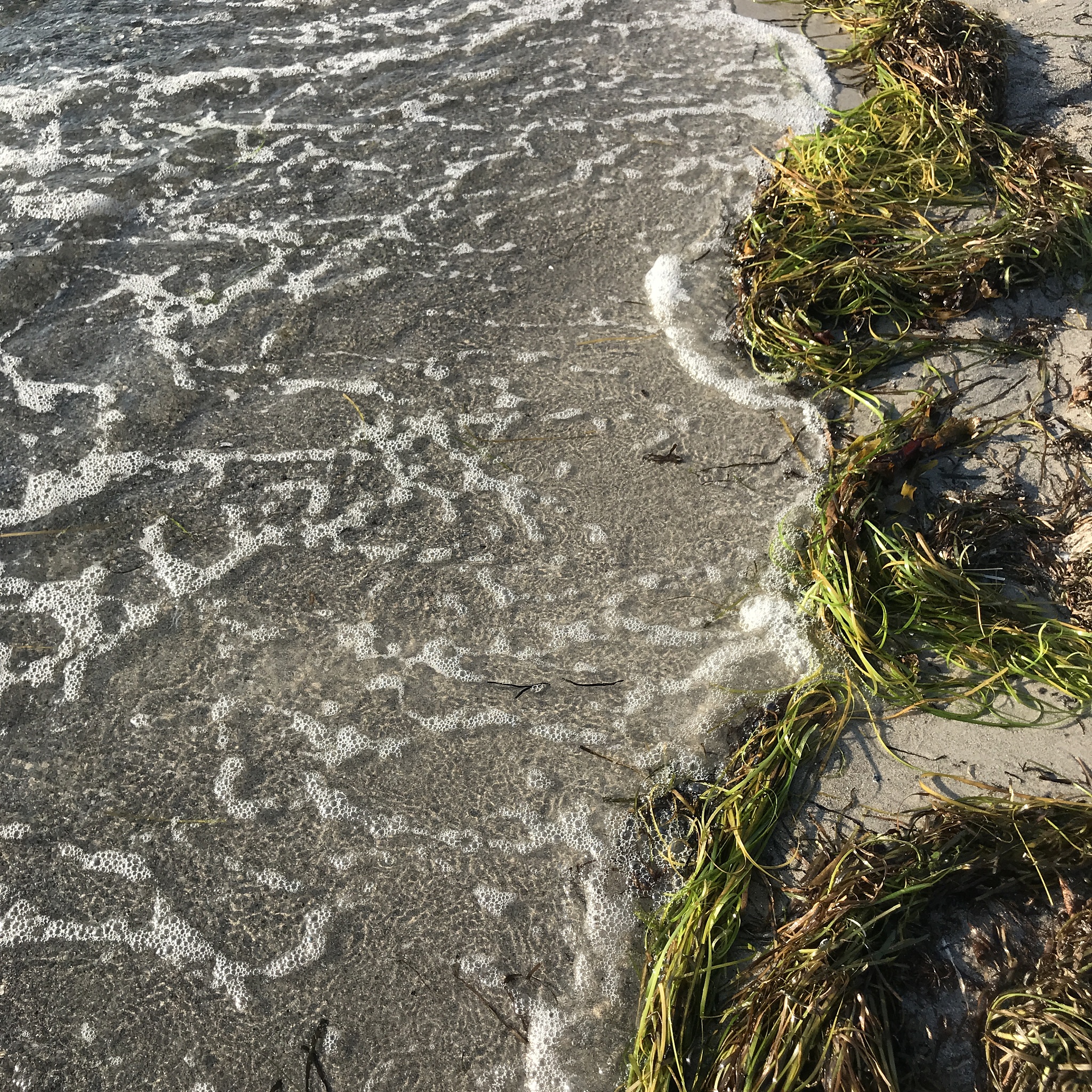 fresh seaweed is washed up on the beach