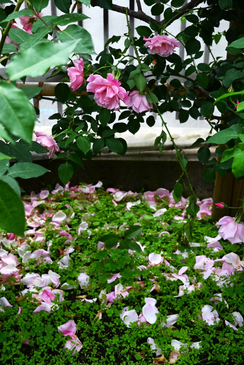 蔷薇今又开花香总在春深处！