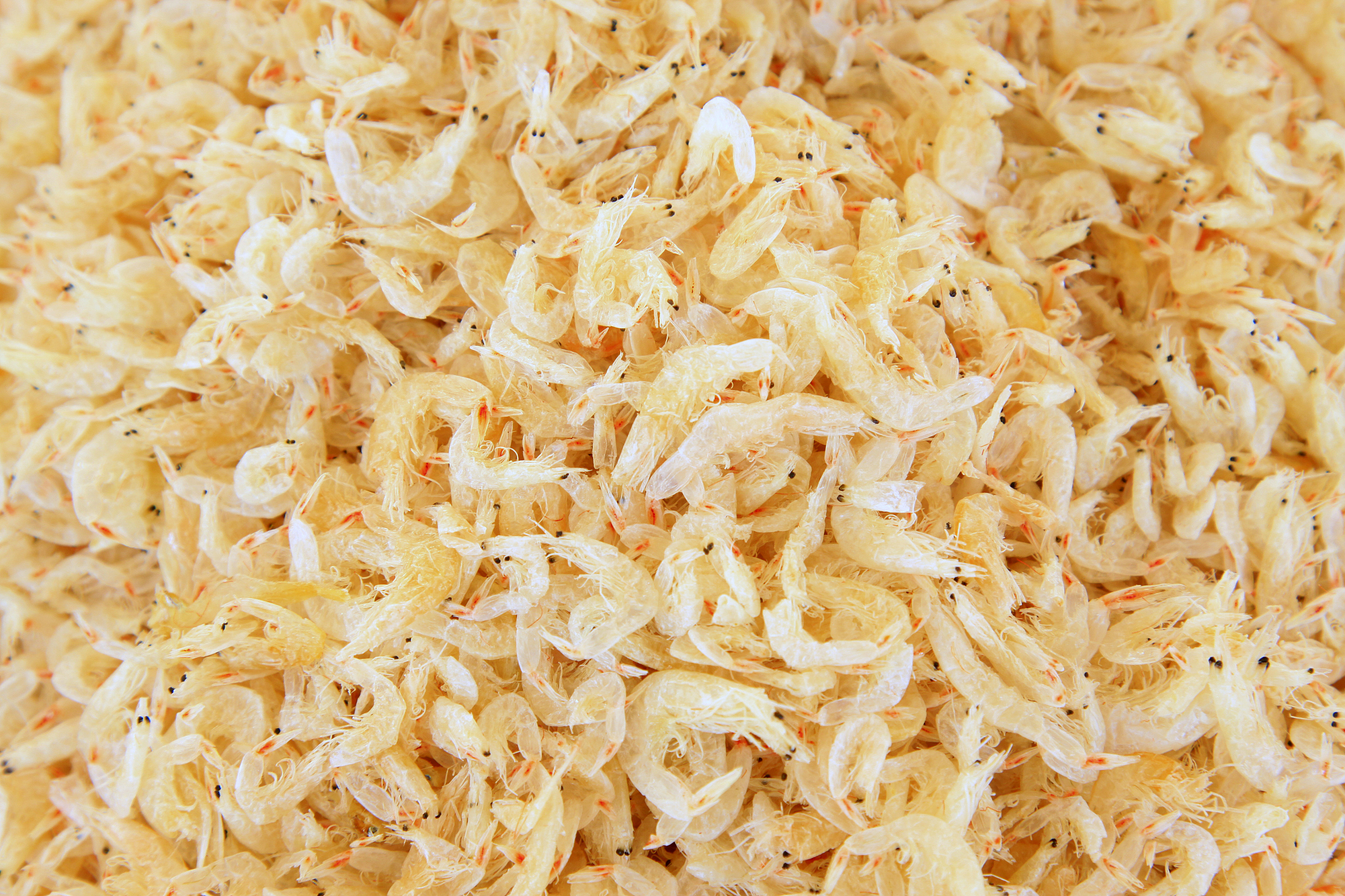 虾皮如何保存500字