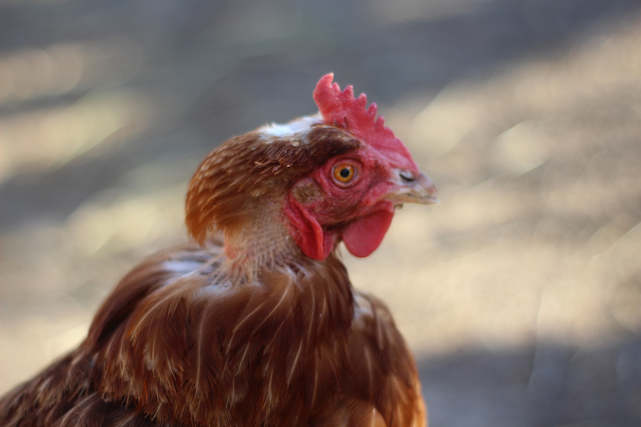 red chicken