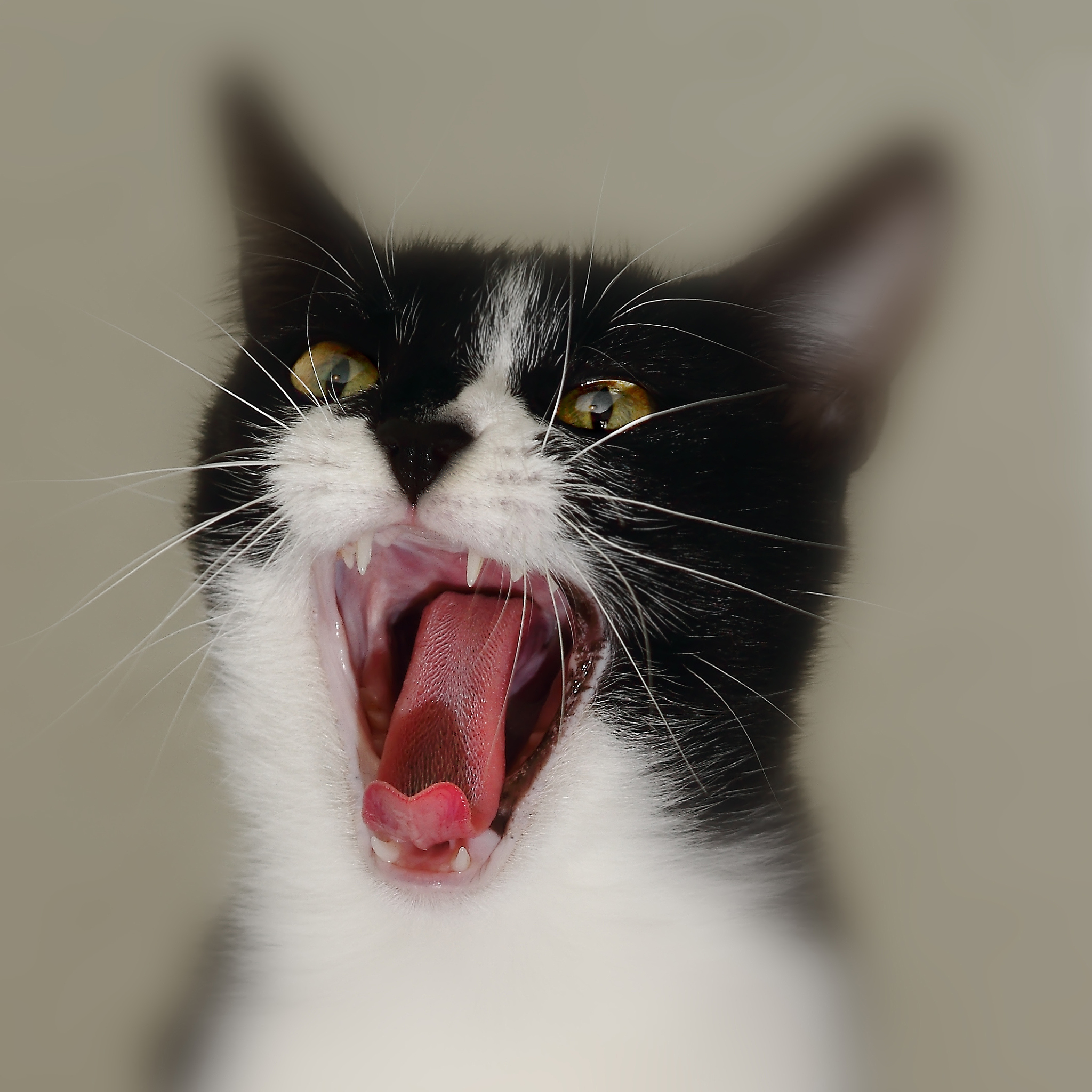 揭开猫咪张嘴的神秘面纱，你知道为什么吗？