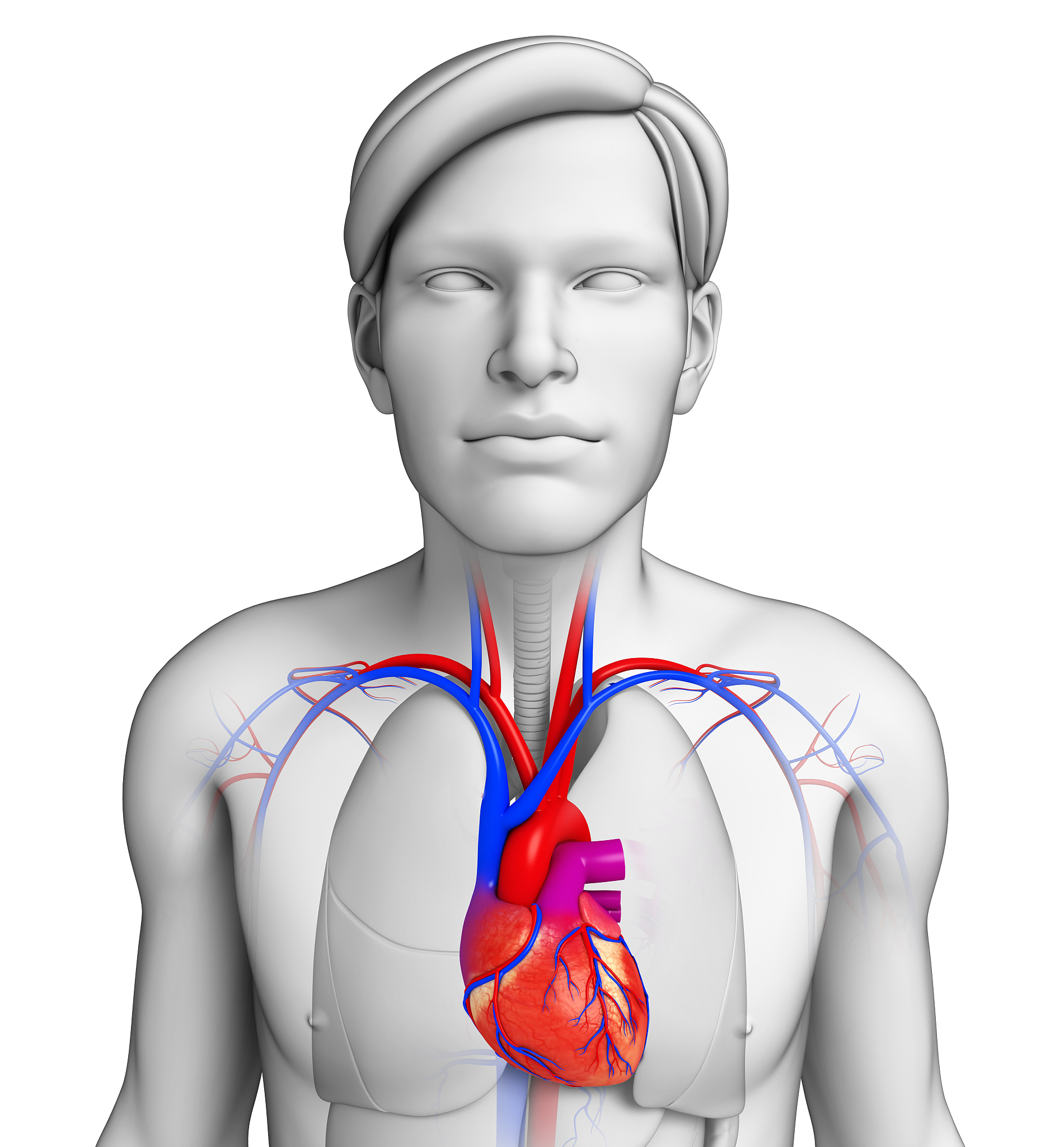 肺循环流程图解：从肺到全身的血液之旅