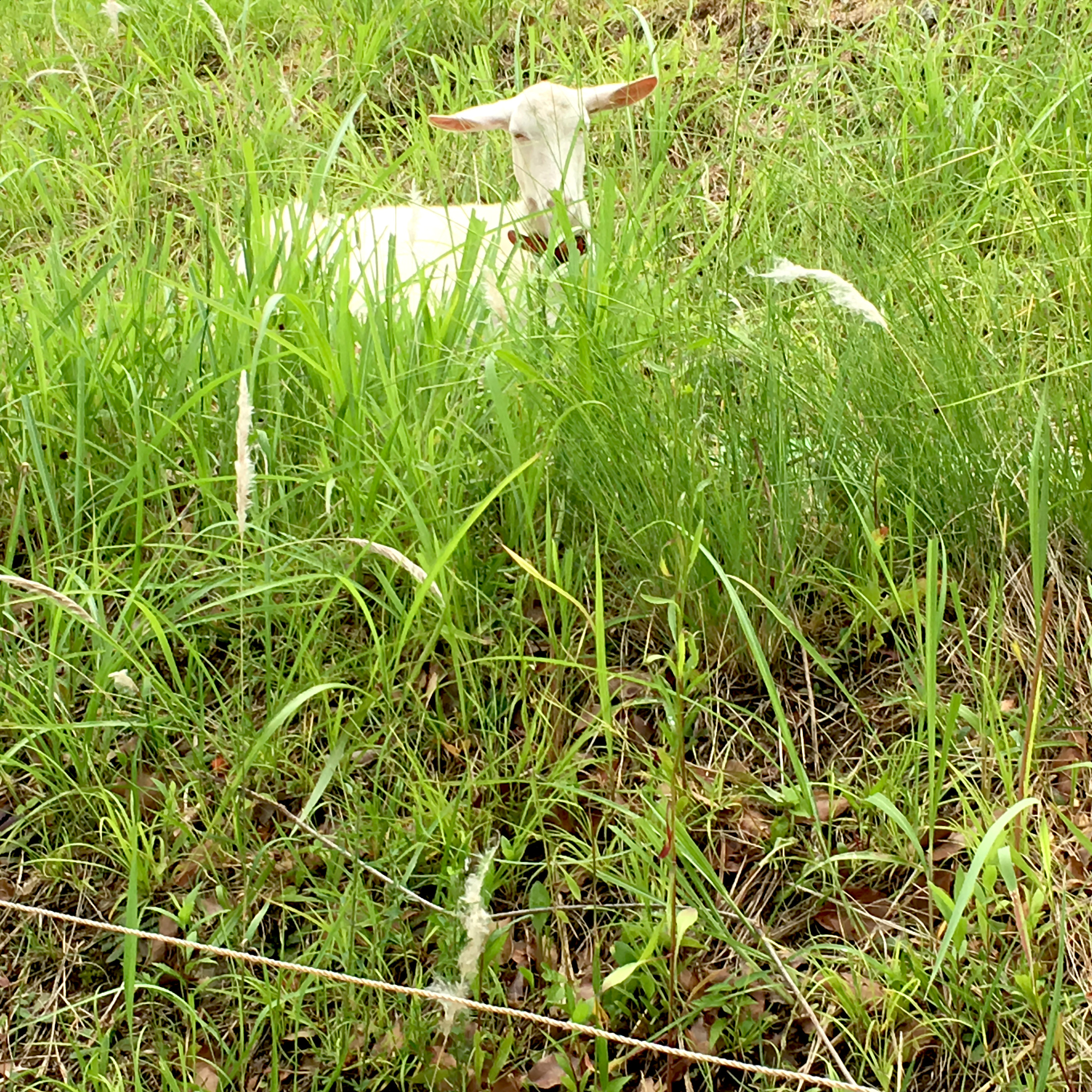 野菜粗饲料对湖羊生长、抗氧化和瘤胃发酵的影响
