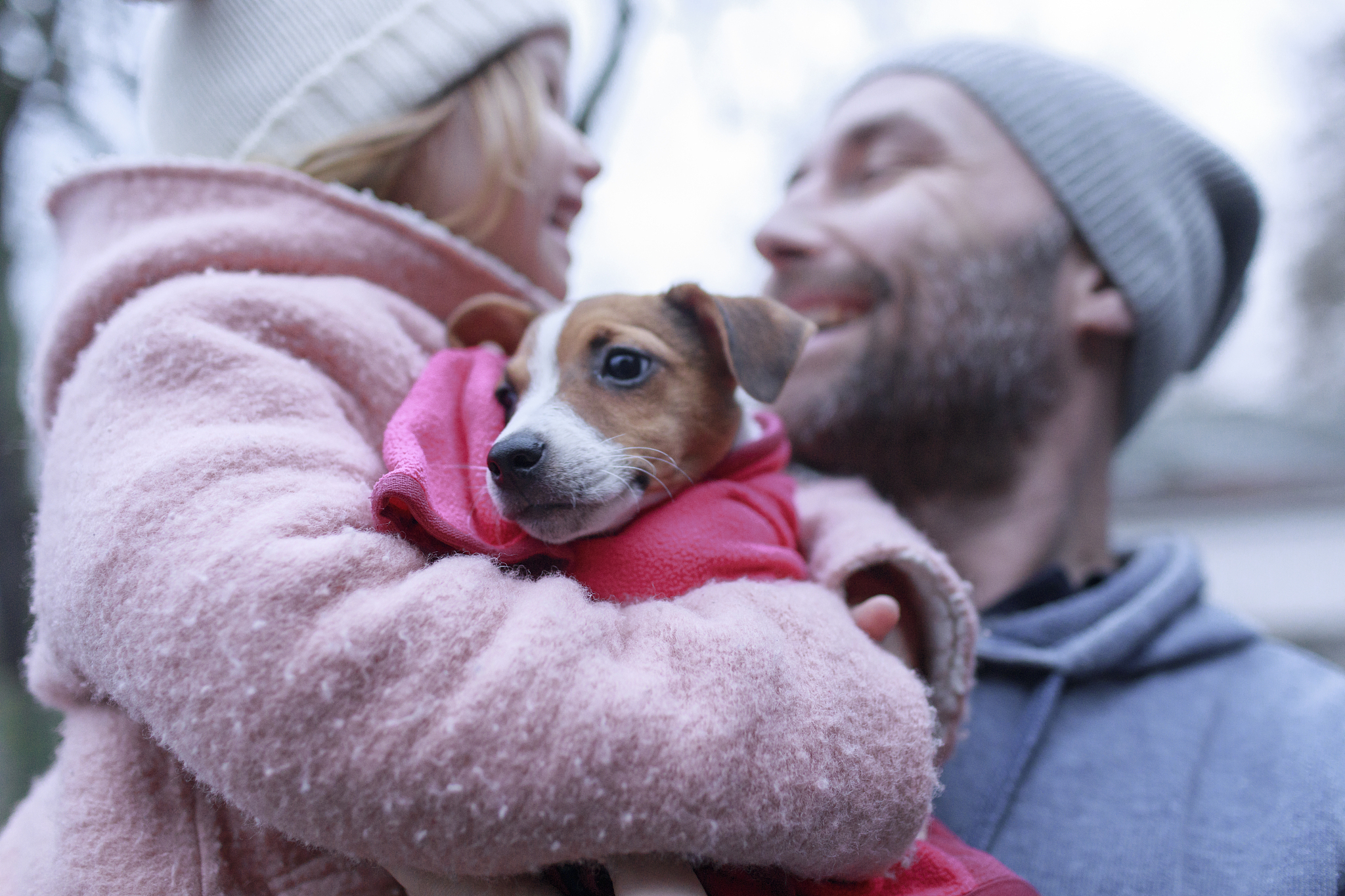 portrait of jack russel terrier puppy