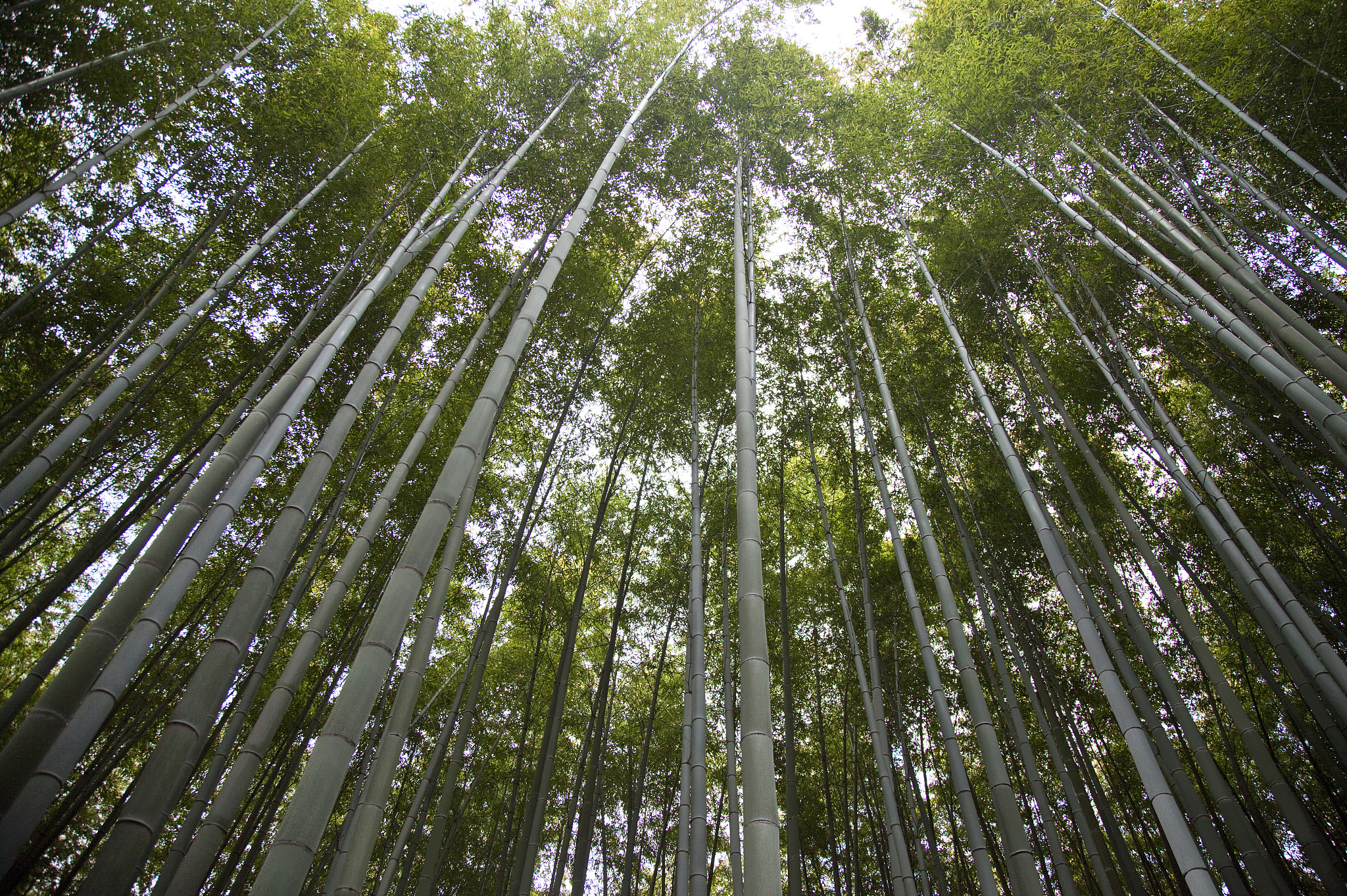 JOURNAL OF PLANT RESEARCH期刊详细简介
