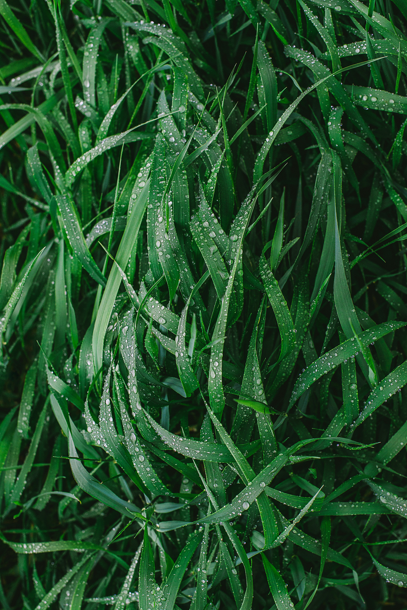 long grass with dew background