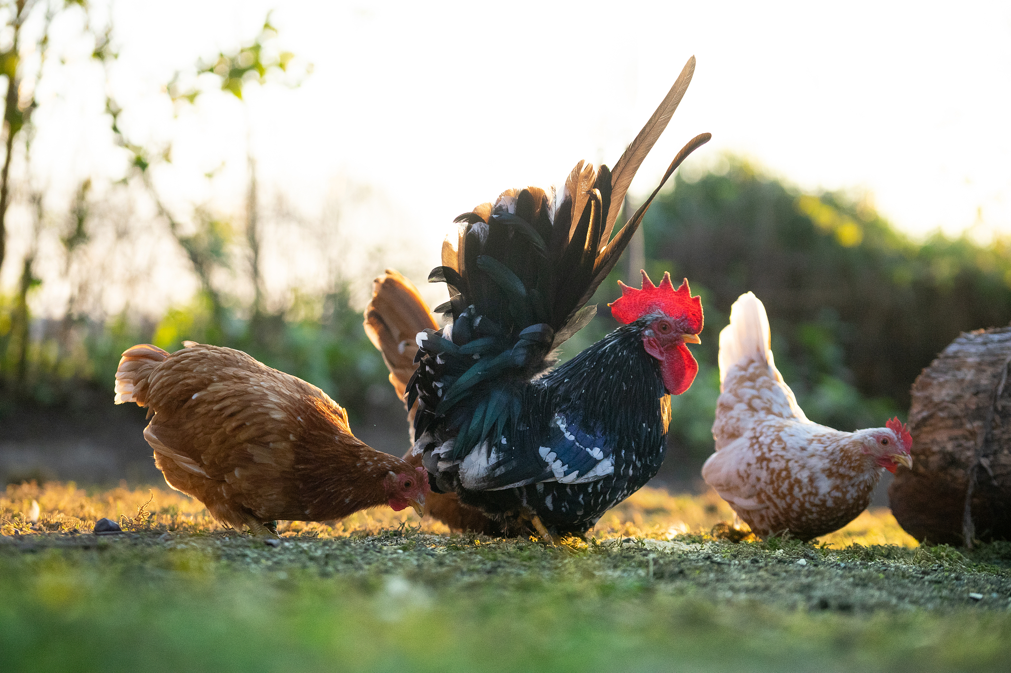 free range chicken